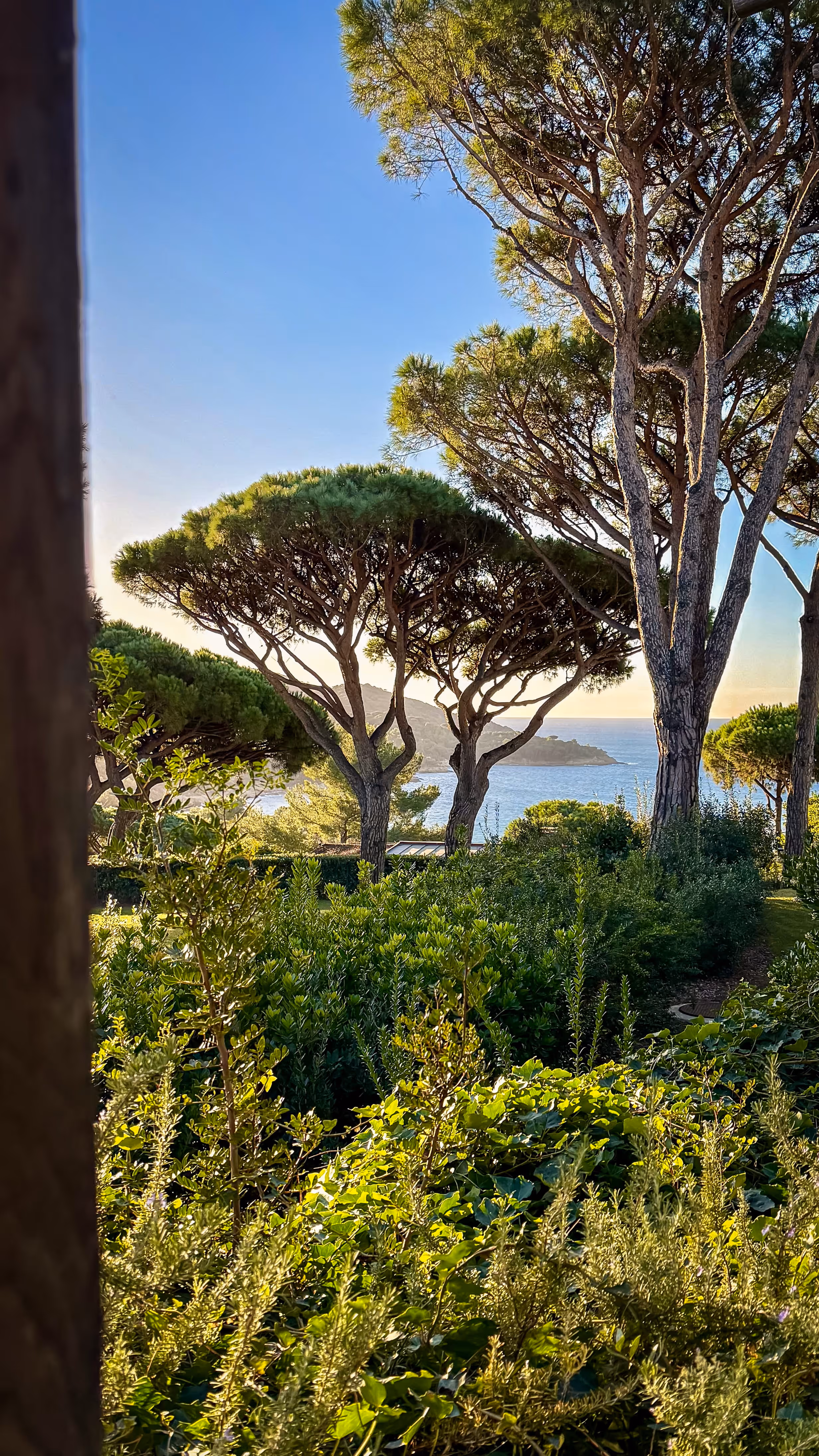 Lush green garden with tall pine trees and a view of ocean and hills in the background during sunset.