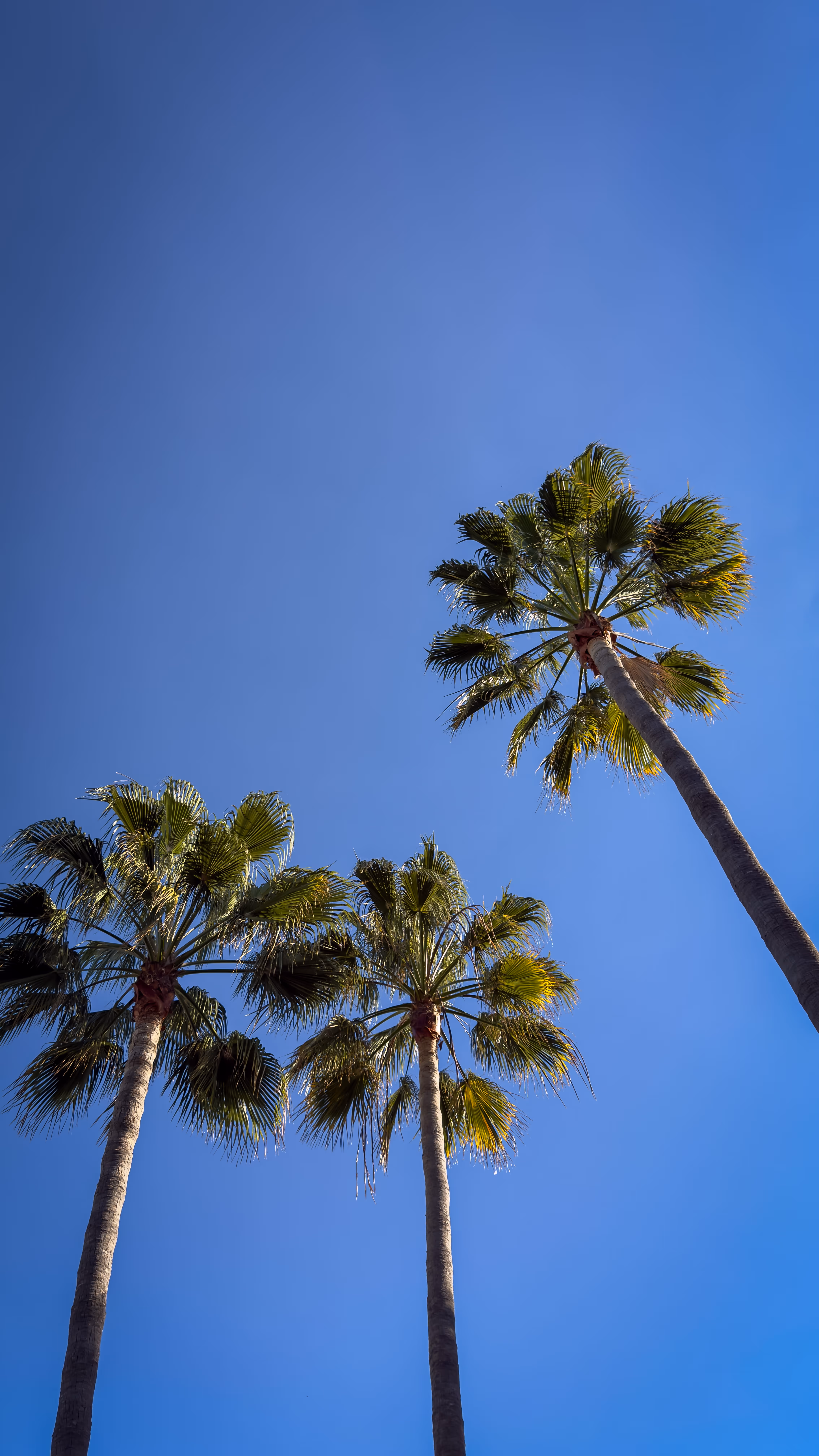 Clear blue swimming pool with checkered tiles beside a wooden cabin with outdoor lounge chairs and closed umbrellas.