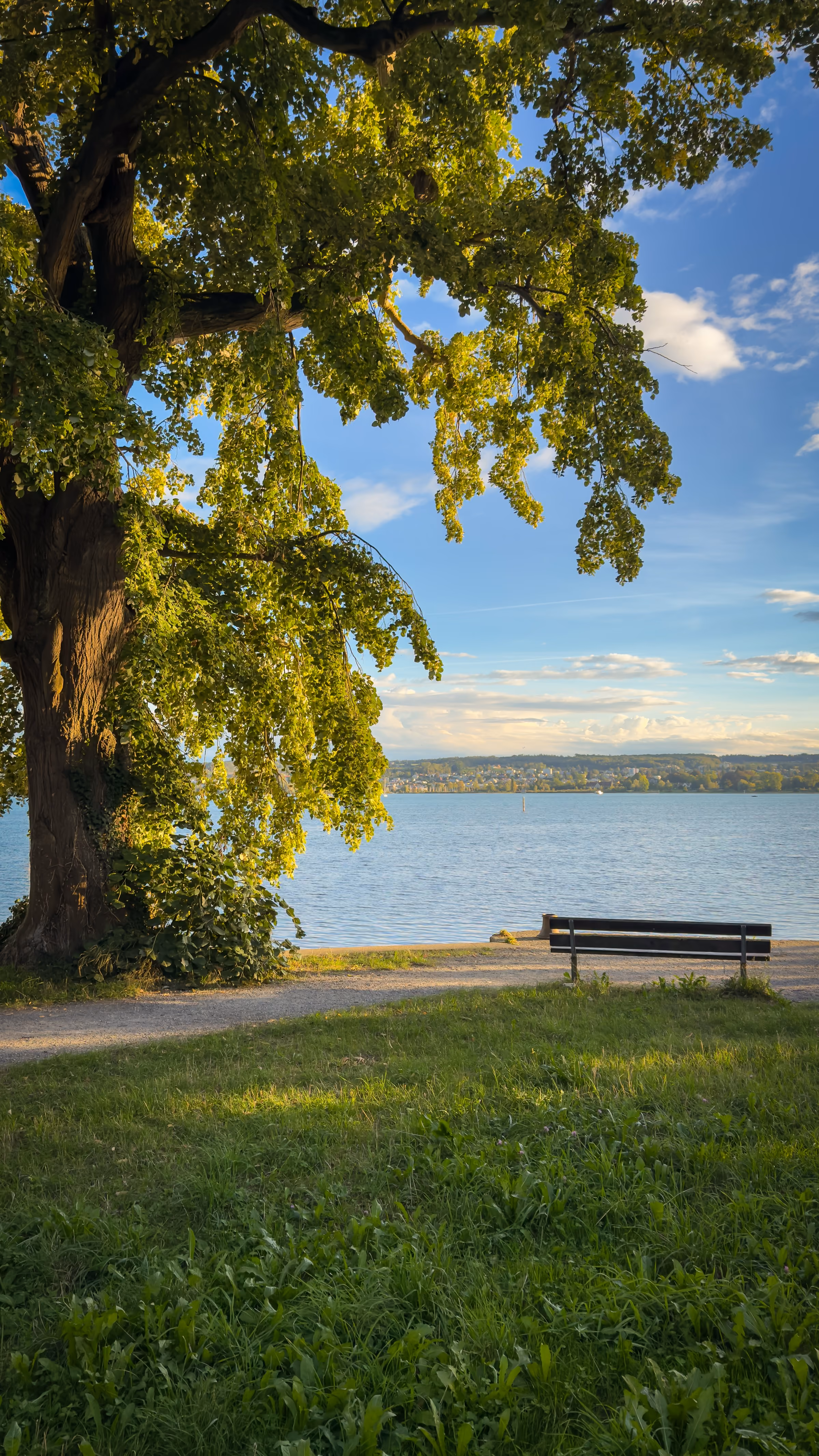Empty park bench near a calm riverbank at sunset with soft clouds in a blue sky and buildings across the water in the distance.