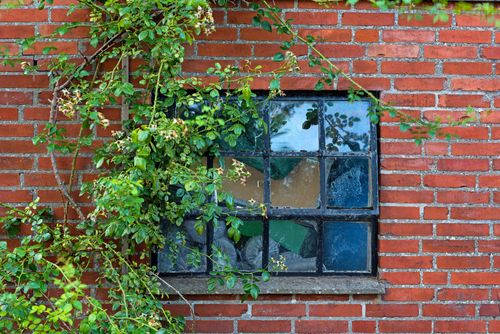 Old glass window in residential home covered by plants and needs replacement