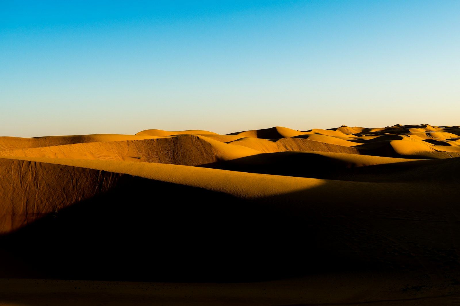Golden sand dunes of the Wahiba Sands desert in Oman under a blue sky