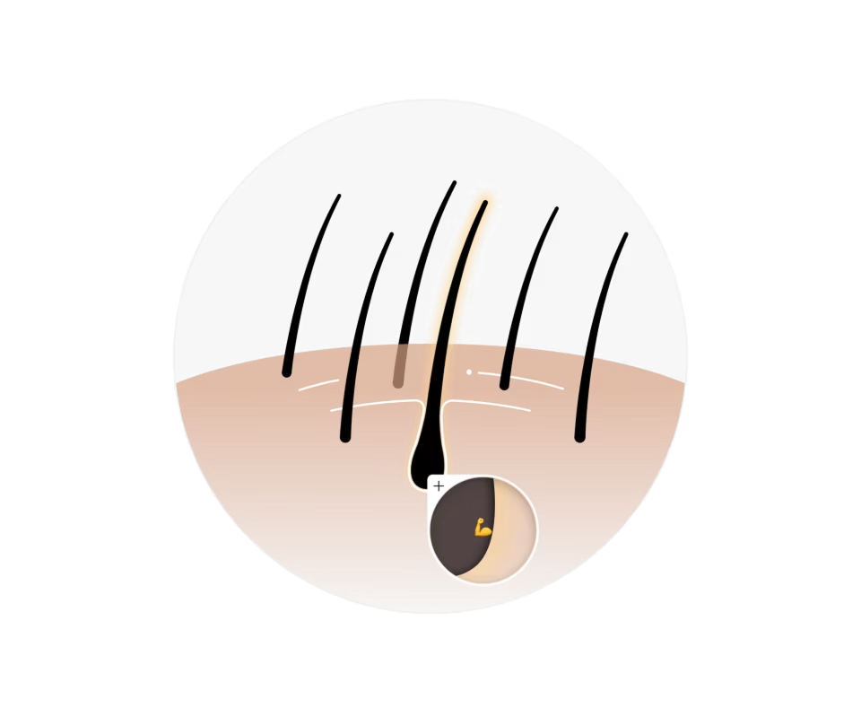 Diagram of a hair follicle embedded in skin, with a magnified view of the follicle bulb showing a muscle icon symbolizing strength.