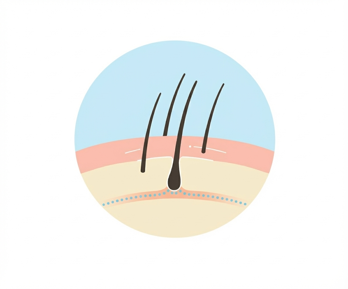 Illustration of a cross-section of skin with four hair follicles growing from it against a light blue background.