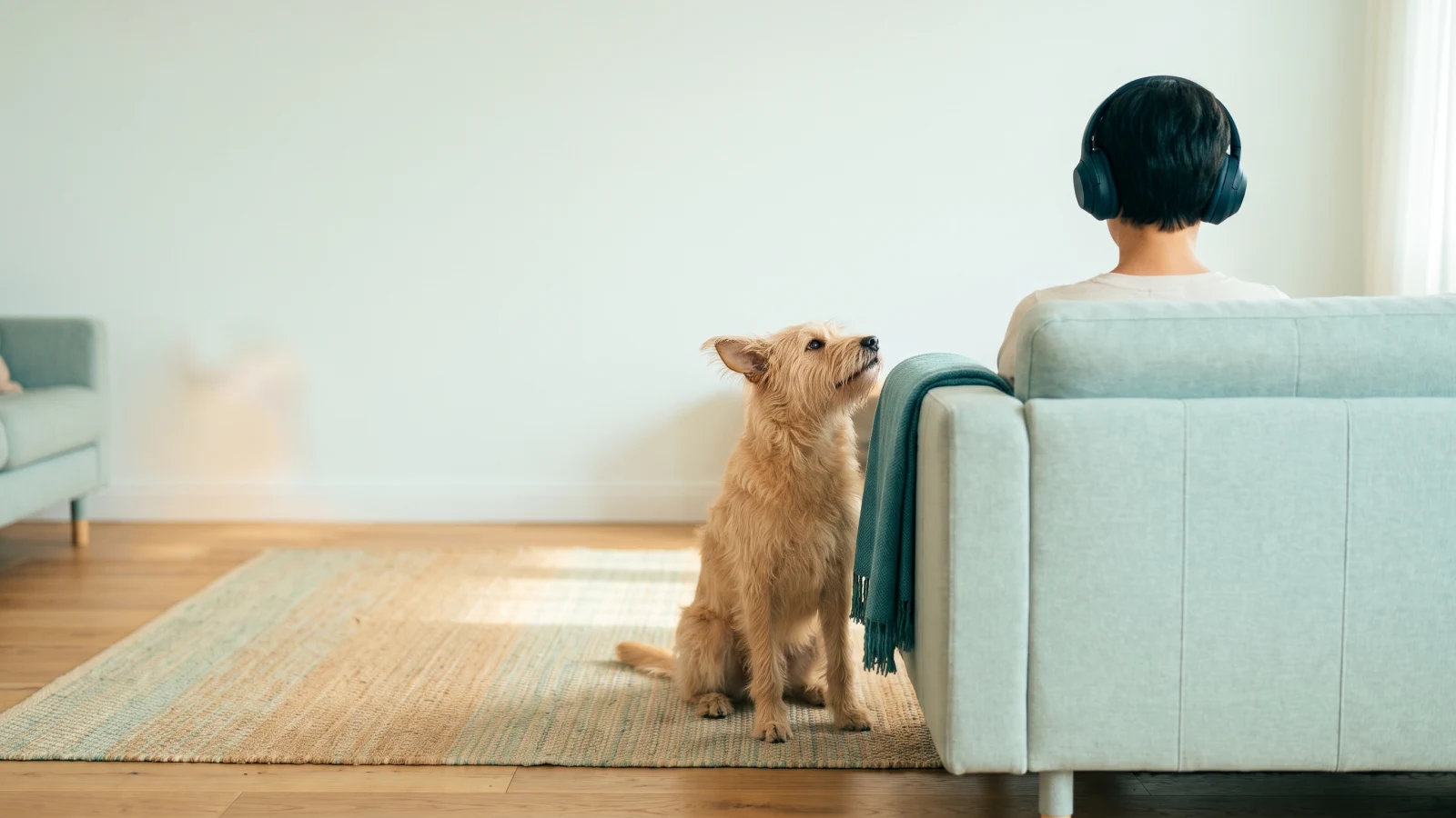 Person in over-ear headphones seen from behind on a mint sofa, a scruffy dog sitting beside them looking up