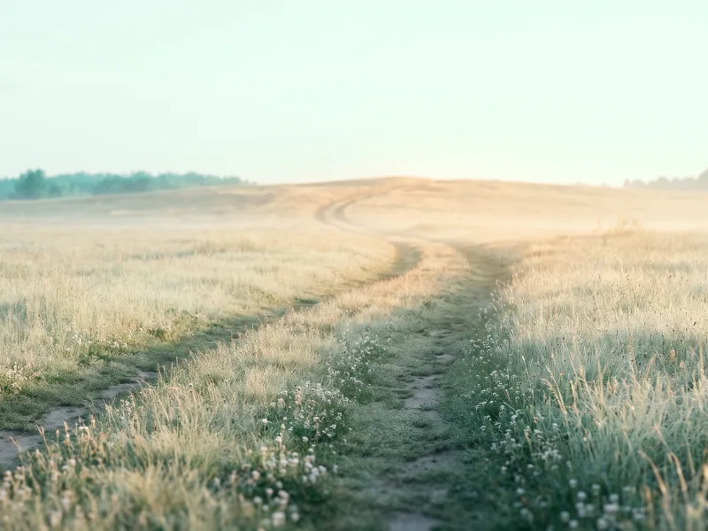 Two worn footpaths through a hazy morning meadow of pale grass and wildflowers merge into one path toward a sunlit rise