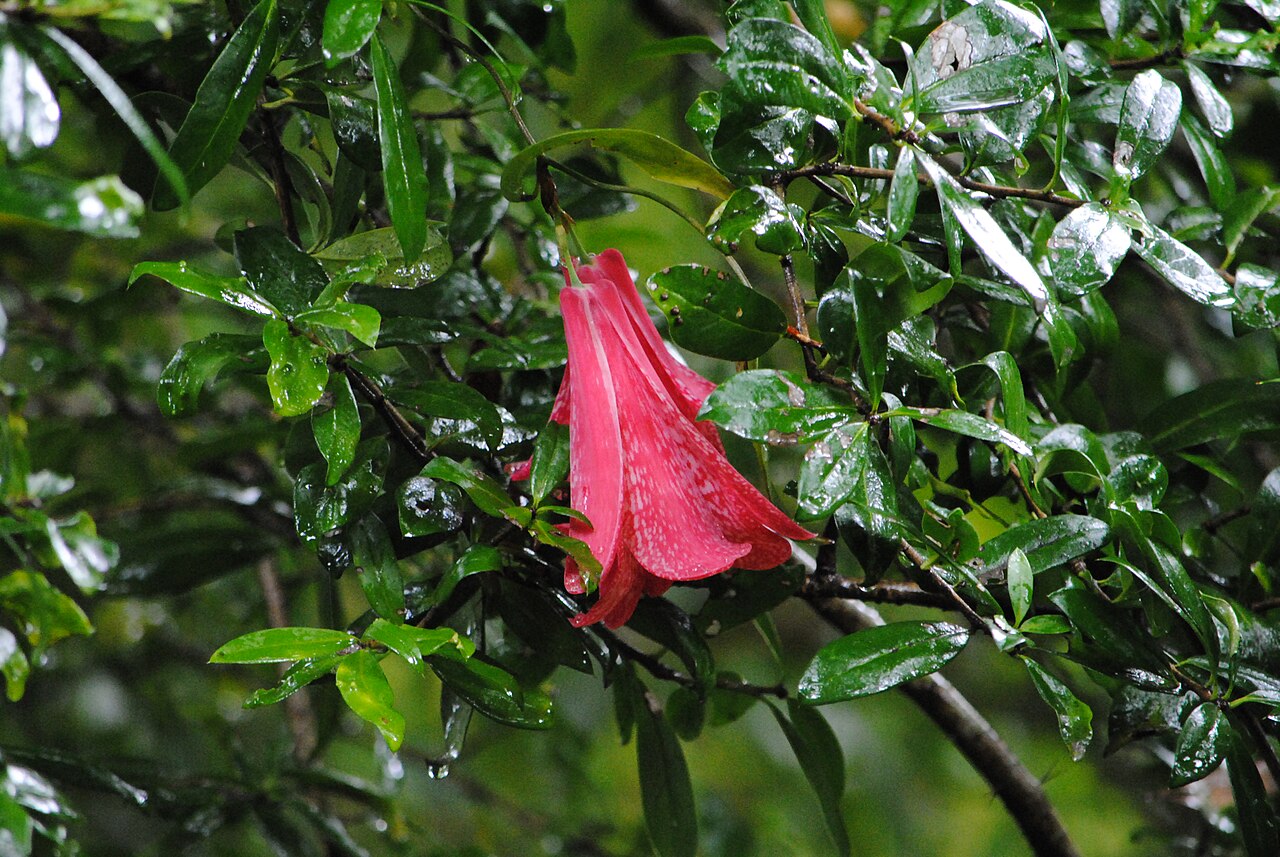 Copihue rojo entre hojas verdes húmedas en la reserva Huilo Huilo, Chile.