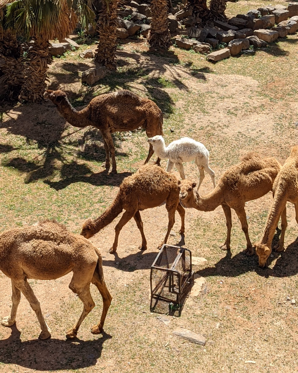 Group of camels including a white calf grazing under palm trees in a sunny desert oasis