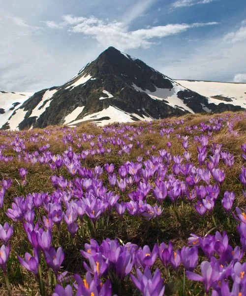 A vibrant meadow of purple crocus wildflowers blooming in the spring below a snow-patched mountain peak in Bulgaria.