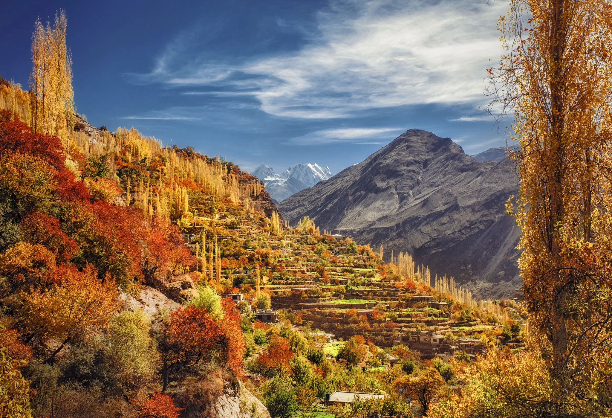 Golden poplar trees light up Alitit village against majestic mountain backdrops in fall.