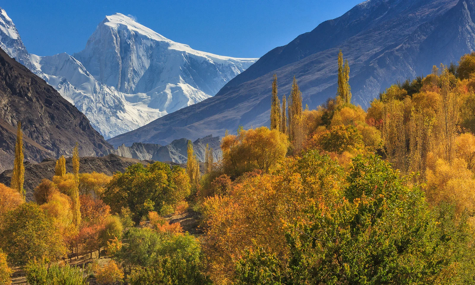 Golden autumn trees in Hunza valley with a clear view of snow-capped Spantik peak in the distance.