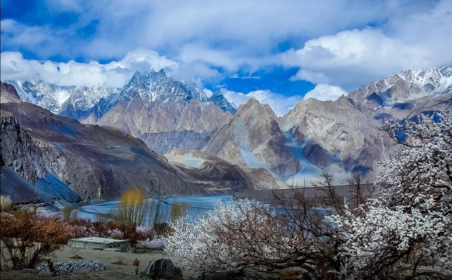 Blossoming apricot trees in spring with Passu Cones and icy mountains in the backdrop.