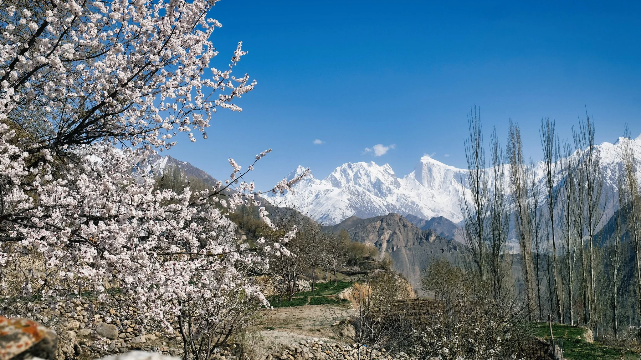 Blooming cherry blossoms in Hunza with Rakaposhi and Dirran peaks shining in the spring sunlight.