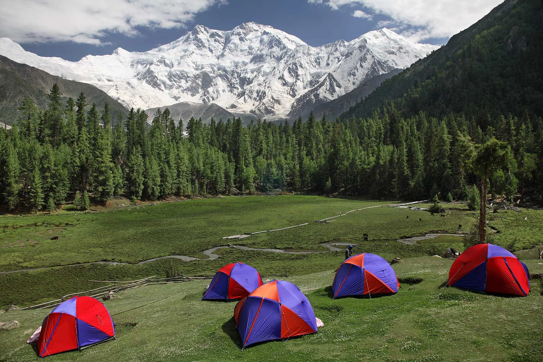 Colorful tents at Fairy Meadows face mighty Nanga Parbat across a pine forest clearing.