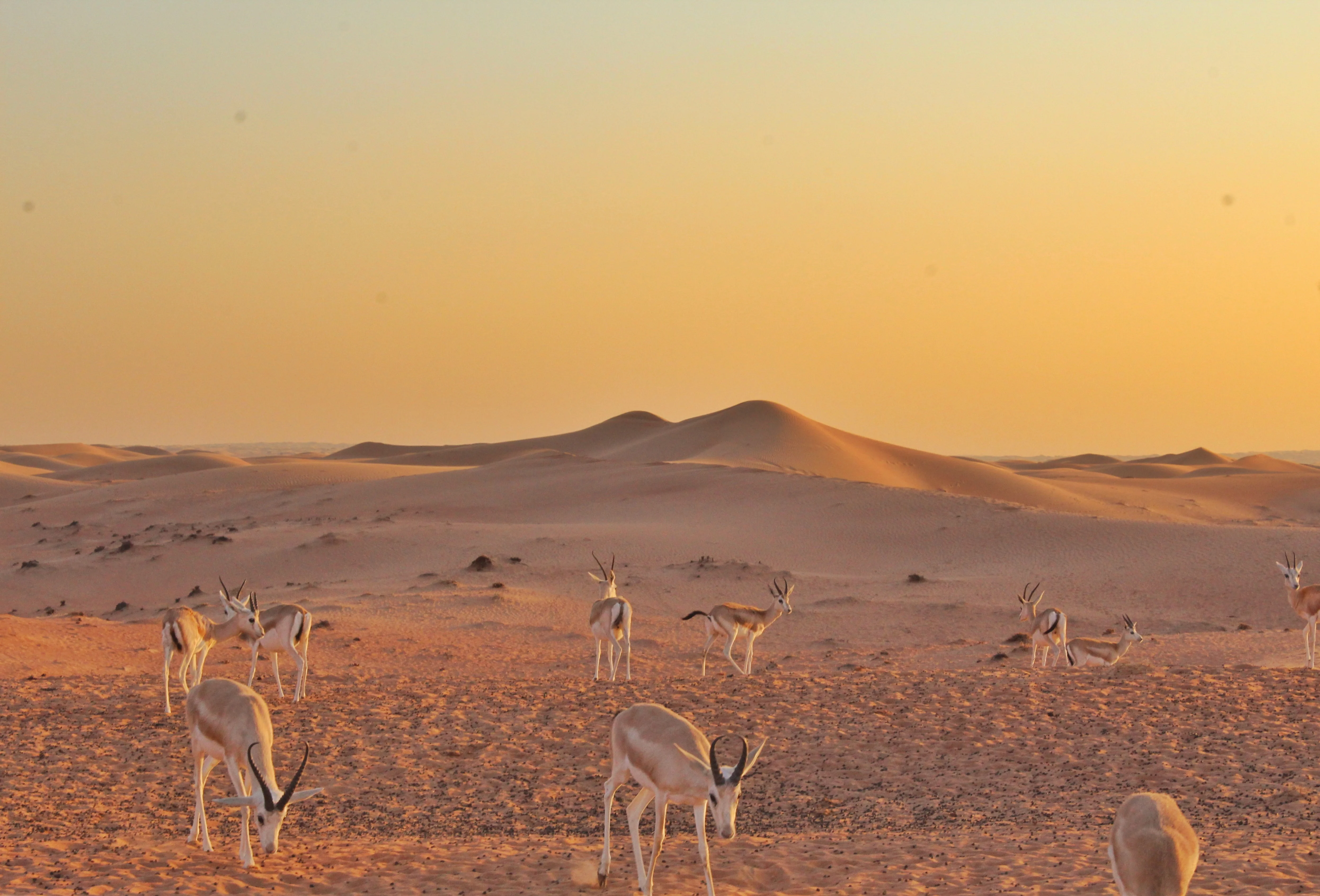 Arabian gazelles roam golden sand dunes at sunset