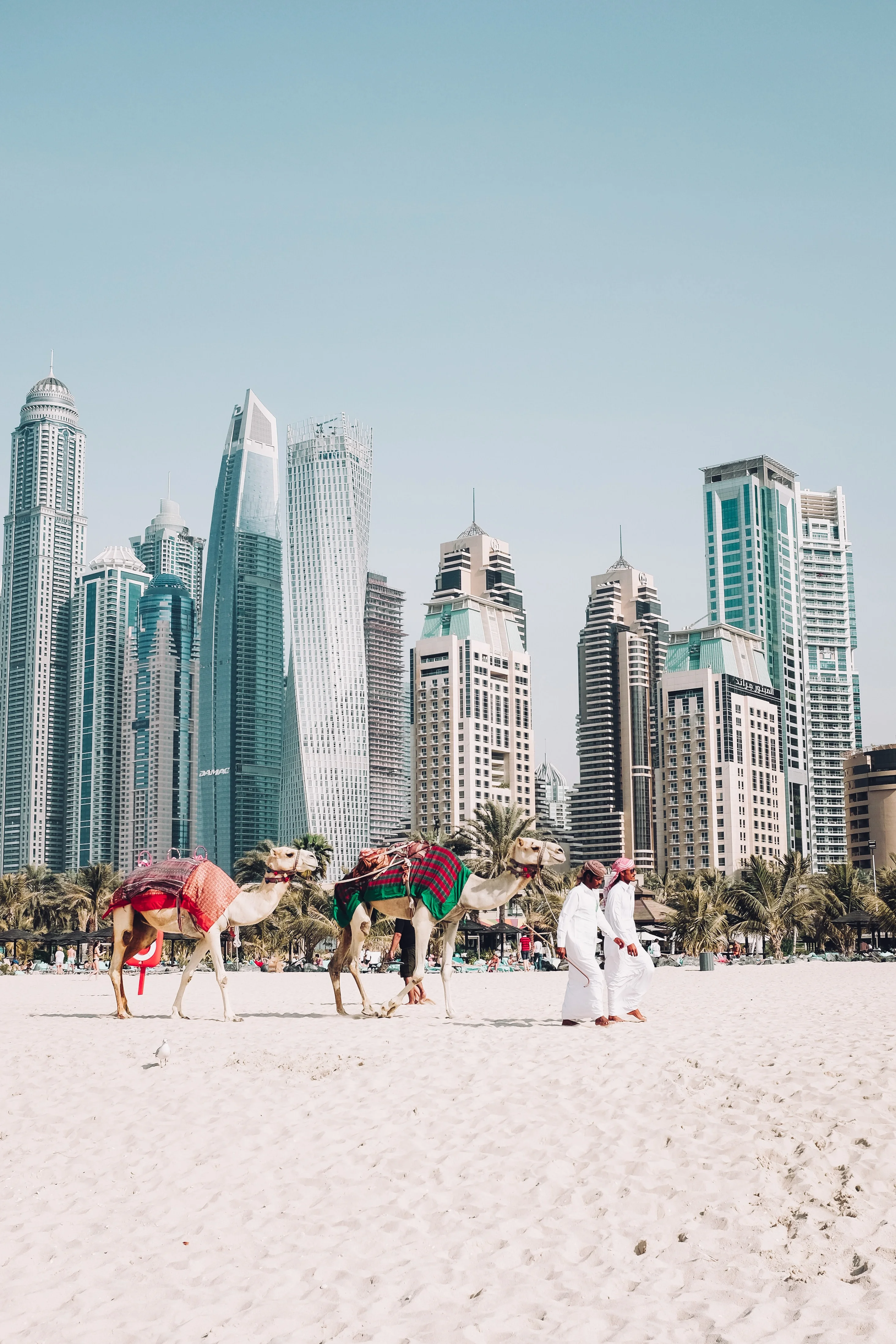 Camels on JBR Beach with modern Dubai skyline in the background