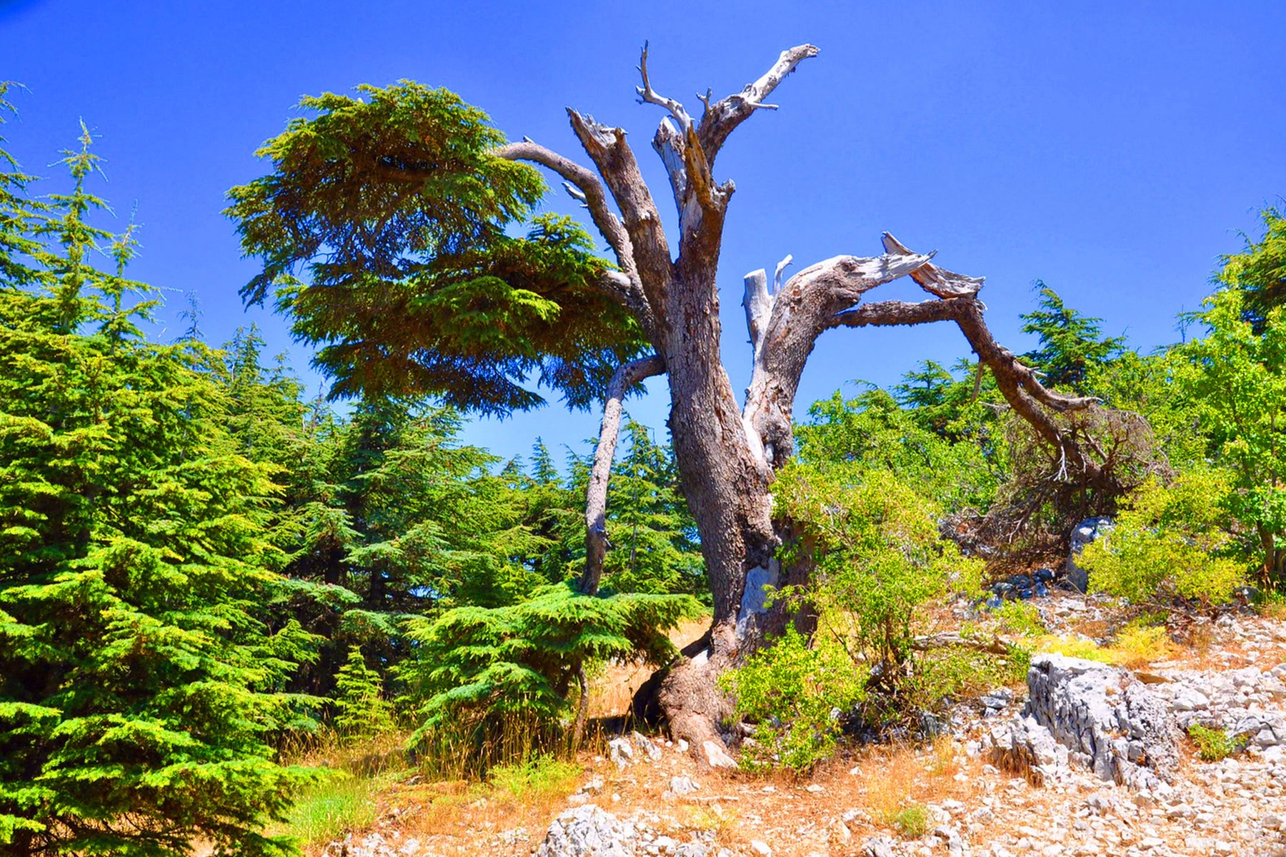 A weathered cedar tree standing tall among lush green trees in Lebanon’s cedar forests.