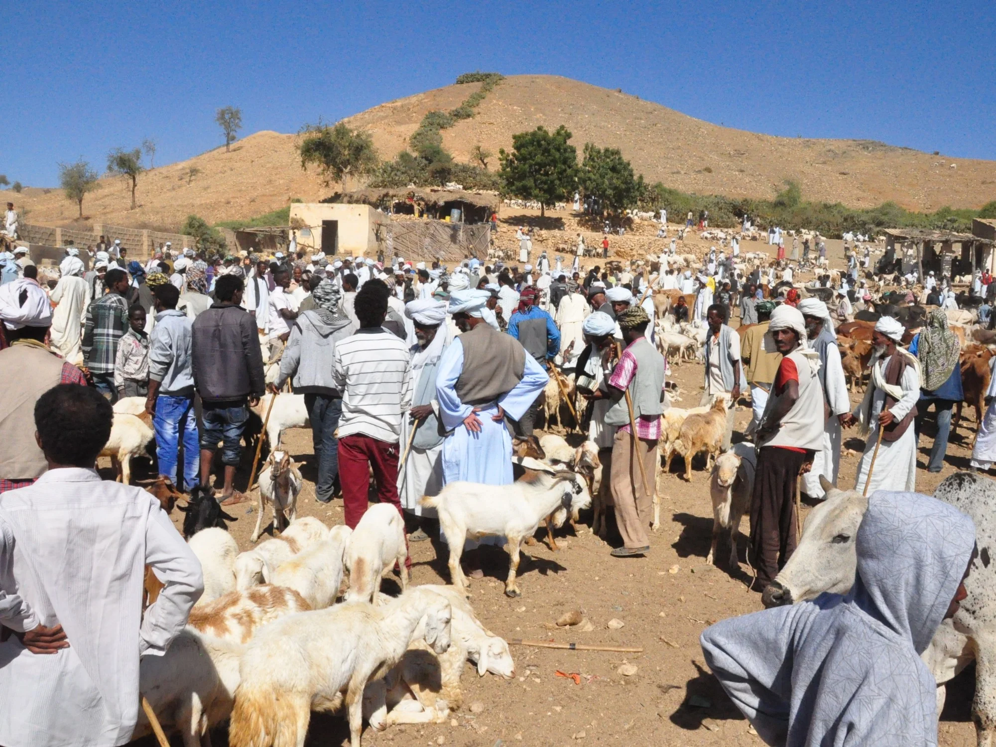 Eritrean livestock market with men in white headscarves trading goats and cattle in a busy village under clear skies
