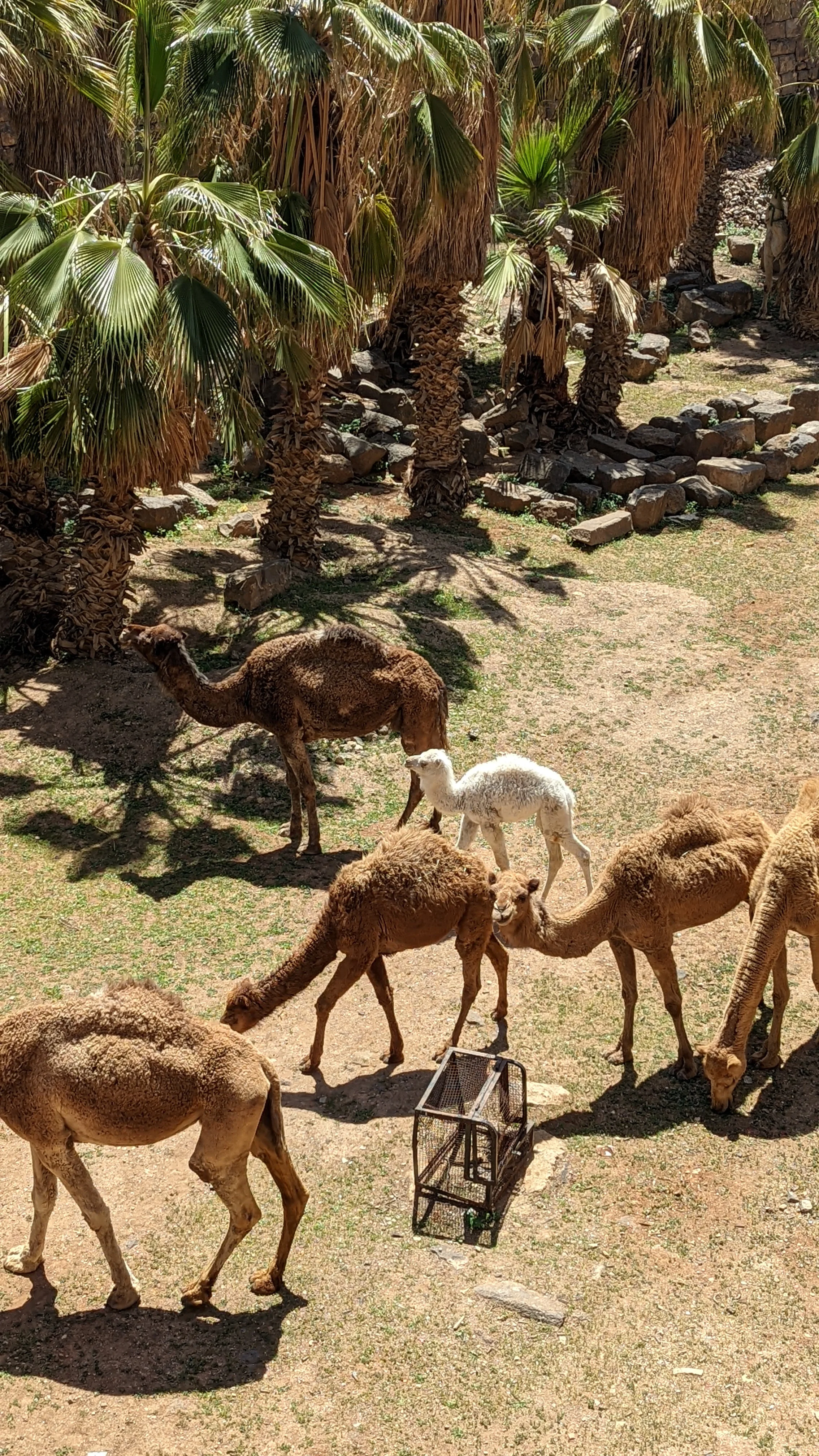 Group of camels including a white calf grazing under palm trees in a sunny desert oasis