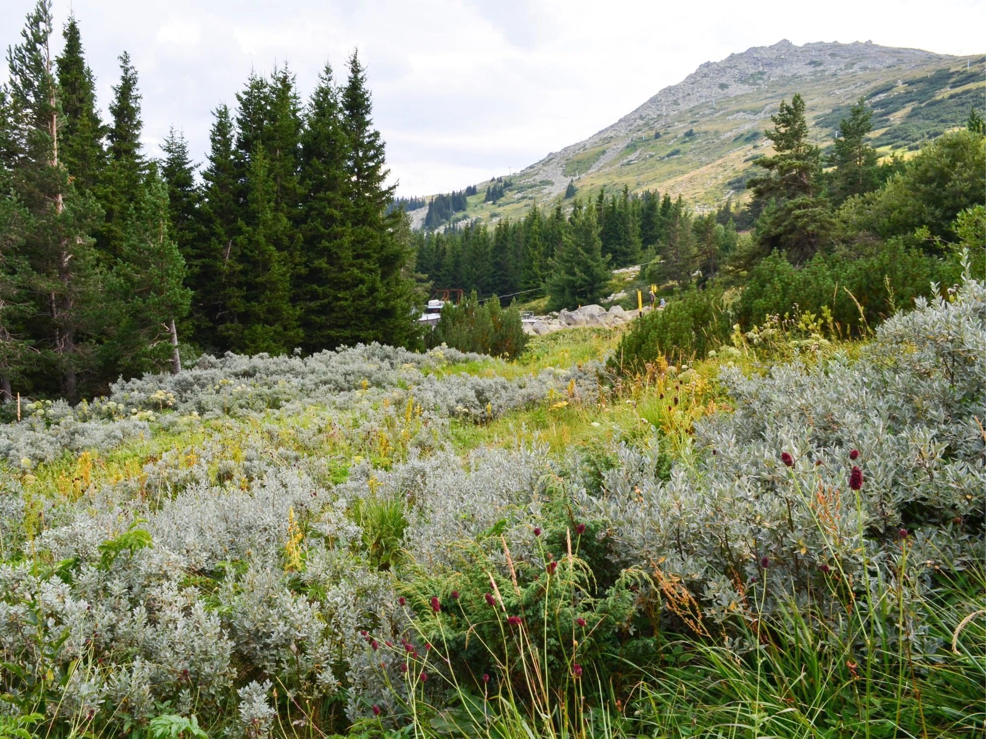 Vitosha Mountain view with lush shrubs and pine trees near Sofia, Bulgaria hiking trail.