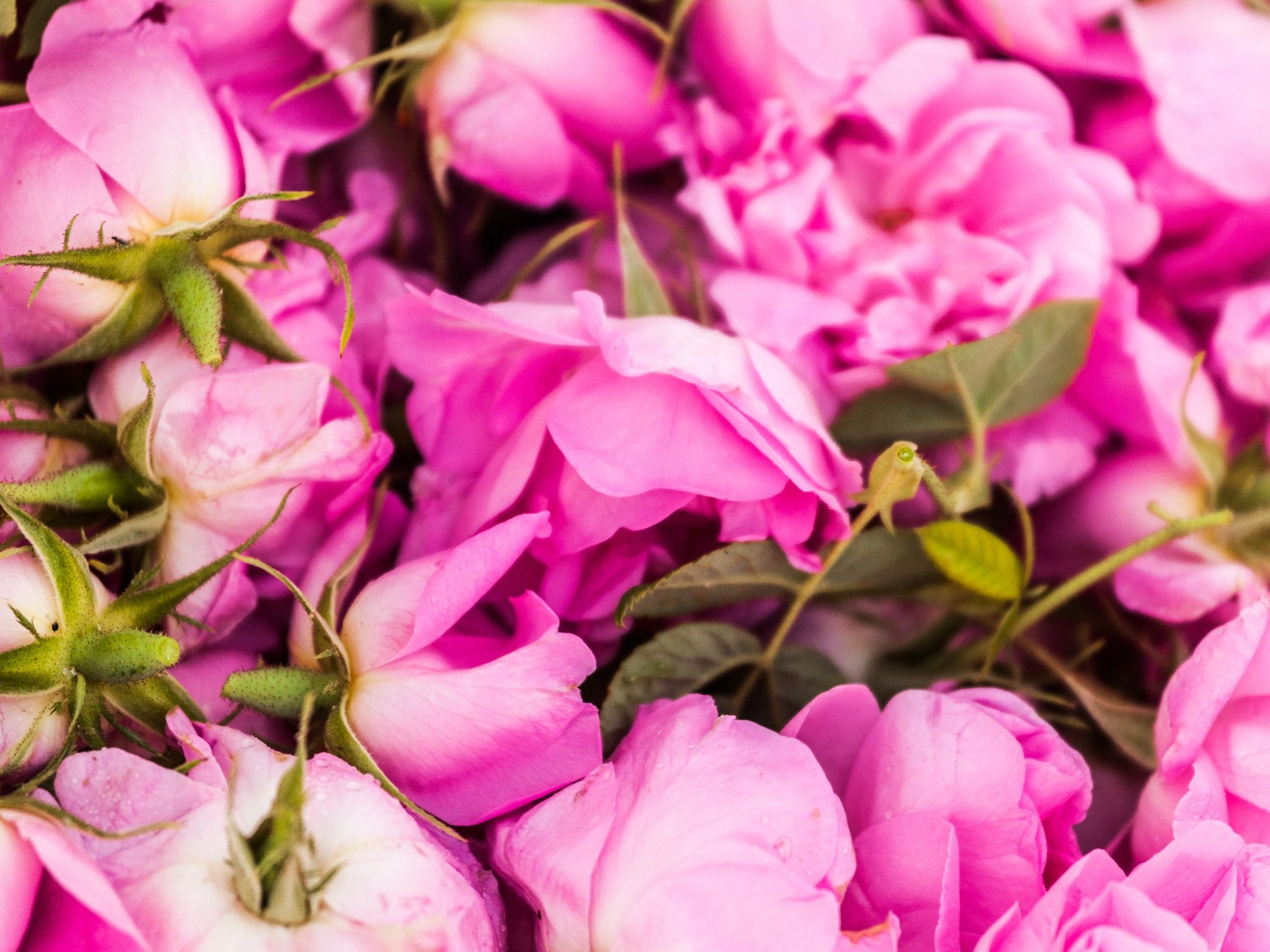 Fresh pink Damask roses harvested in Bulgaria’s famous Rose Valley for rose oil.