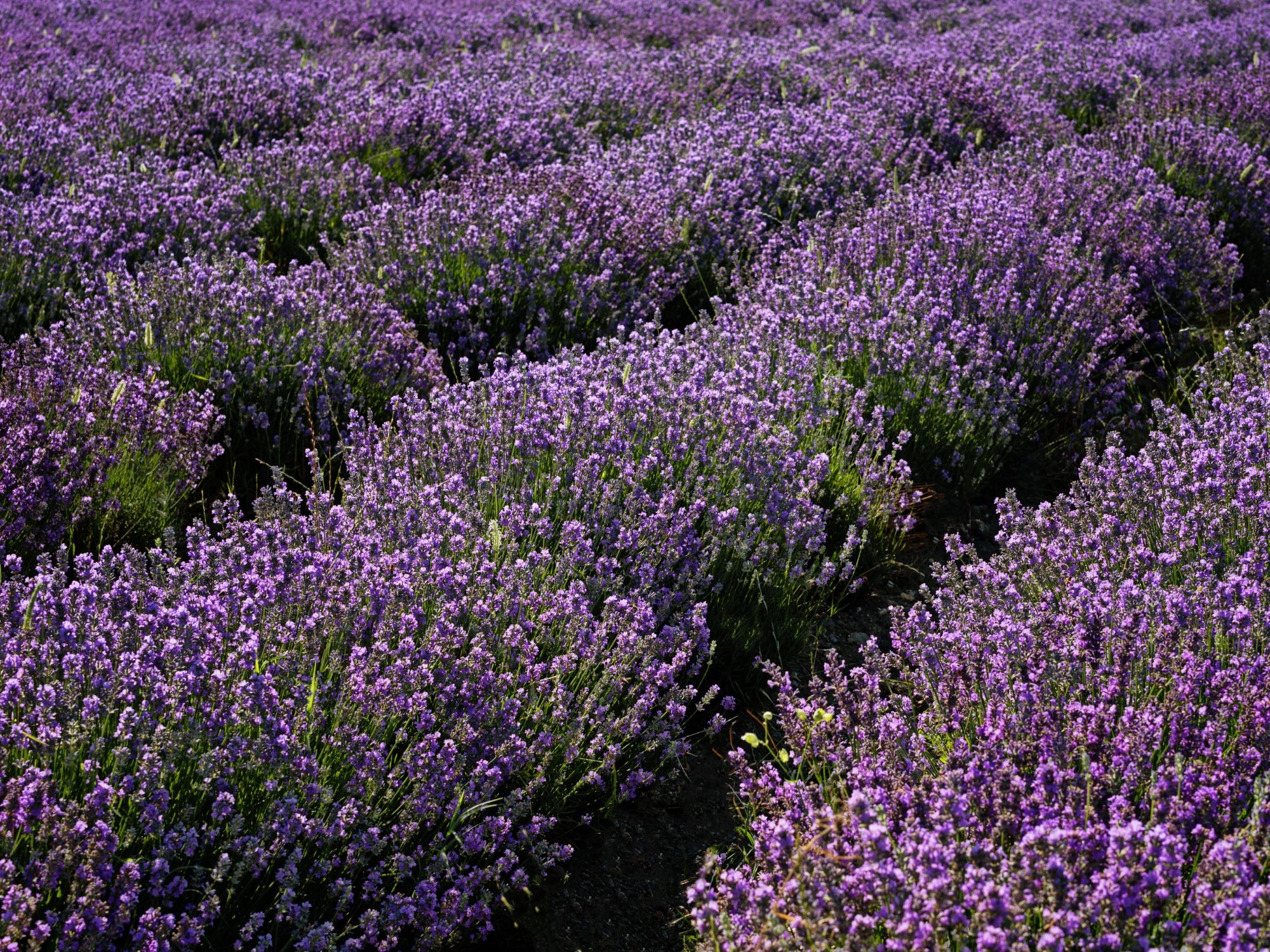 Lavender field in Bulgaria with rows of purple flowers blooming under sunlight