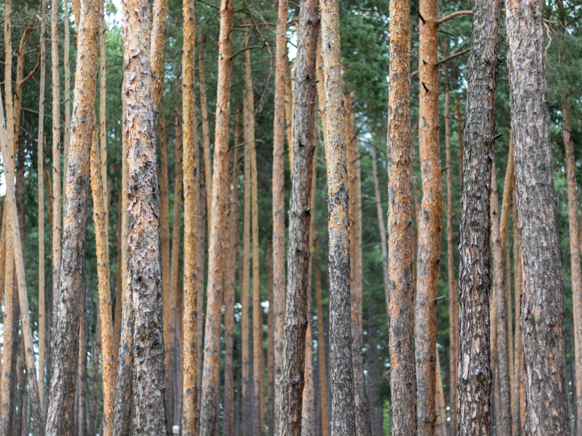Dense forest of tall pine trees in Bulgaria, trunks close together in natural light.