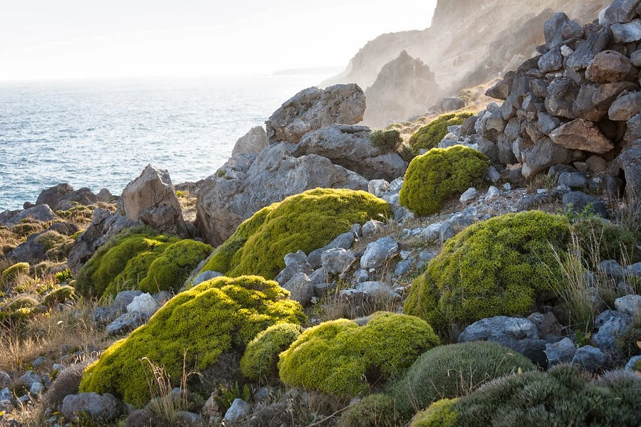 Rocky south coast of Crete with green cushion plants overlooking the Mediterranean Sea