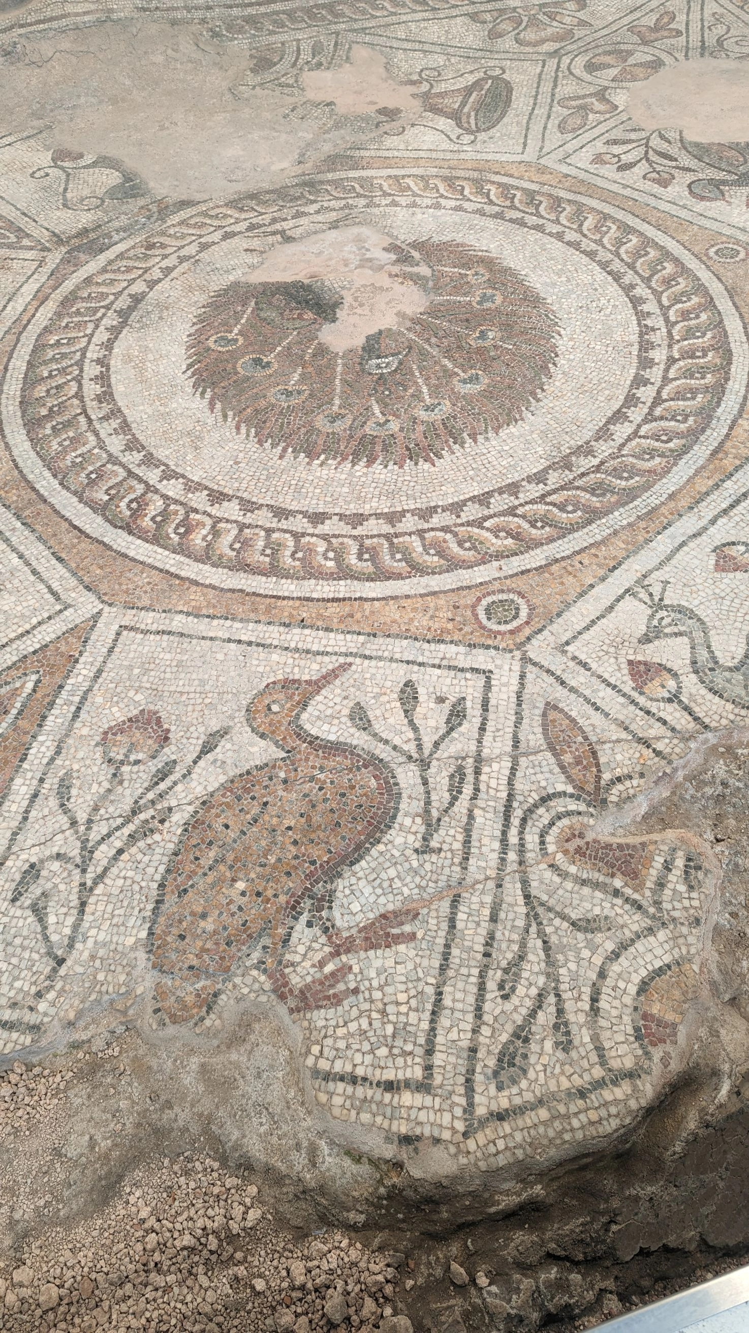 Roman floor mosaic with peacocks and vines in Bulgaria’s ancient archaeological ruins.