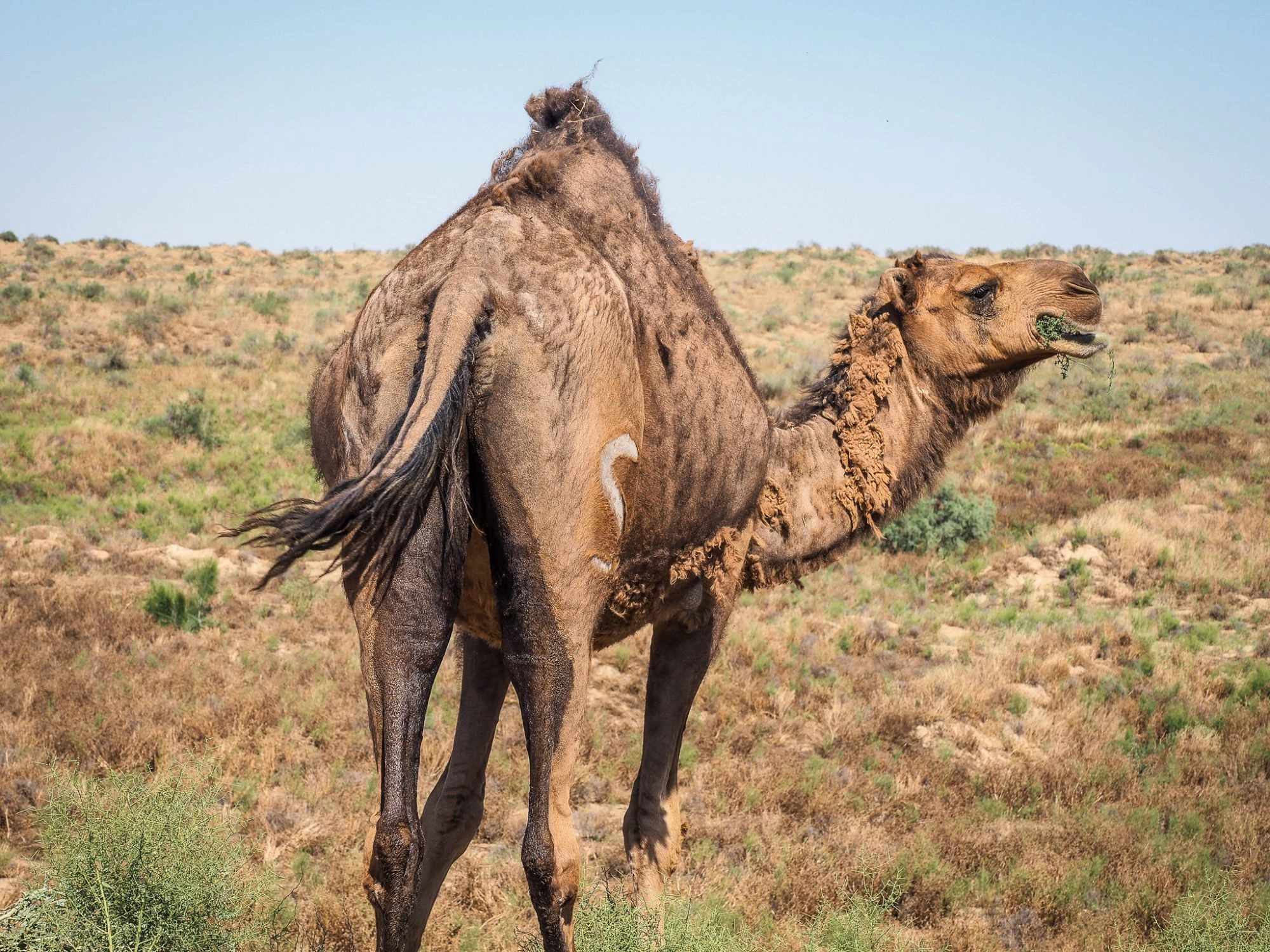 Camel standing in the Karakum Desert, Turkmenistan, with dry grass and sand dunes.