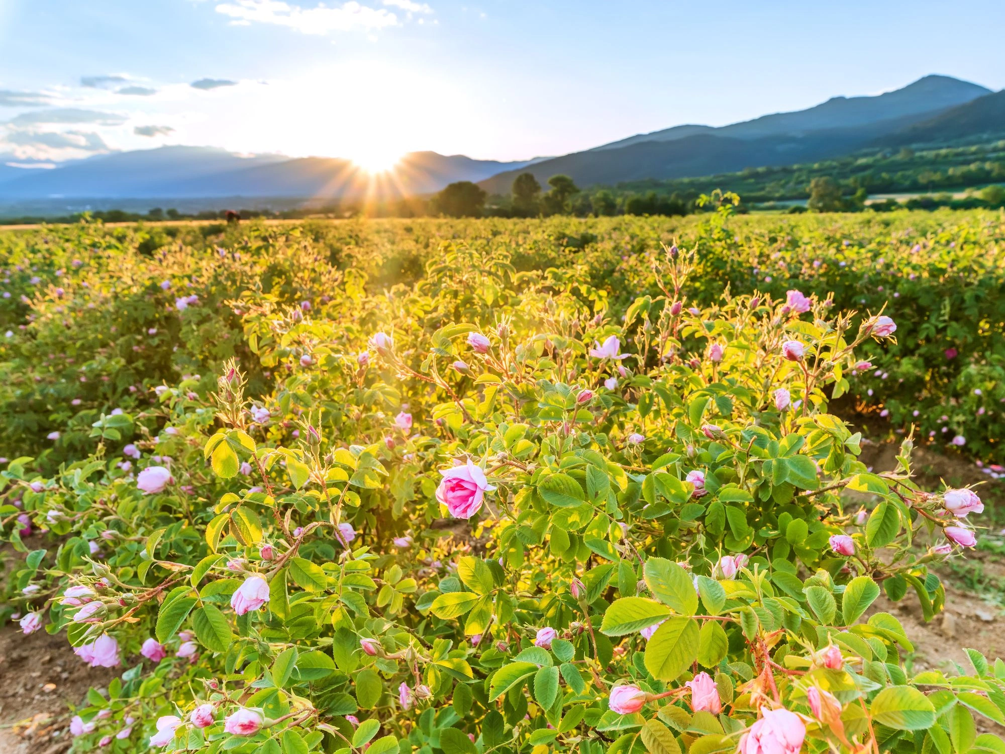Rose Valley, Bulgaria at Sunrise - A scenic rose field in Bulgaria’s Rose Valley, glowing under the morning sun.