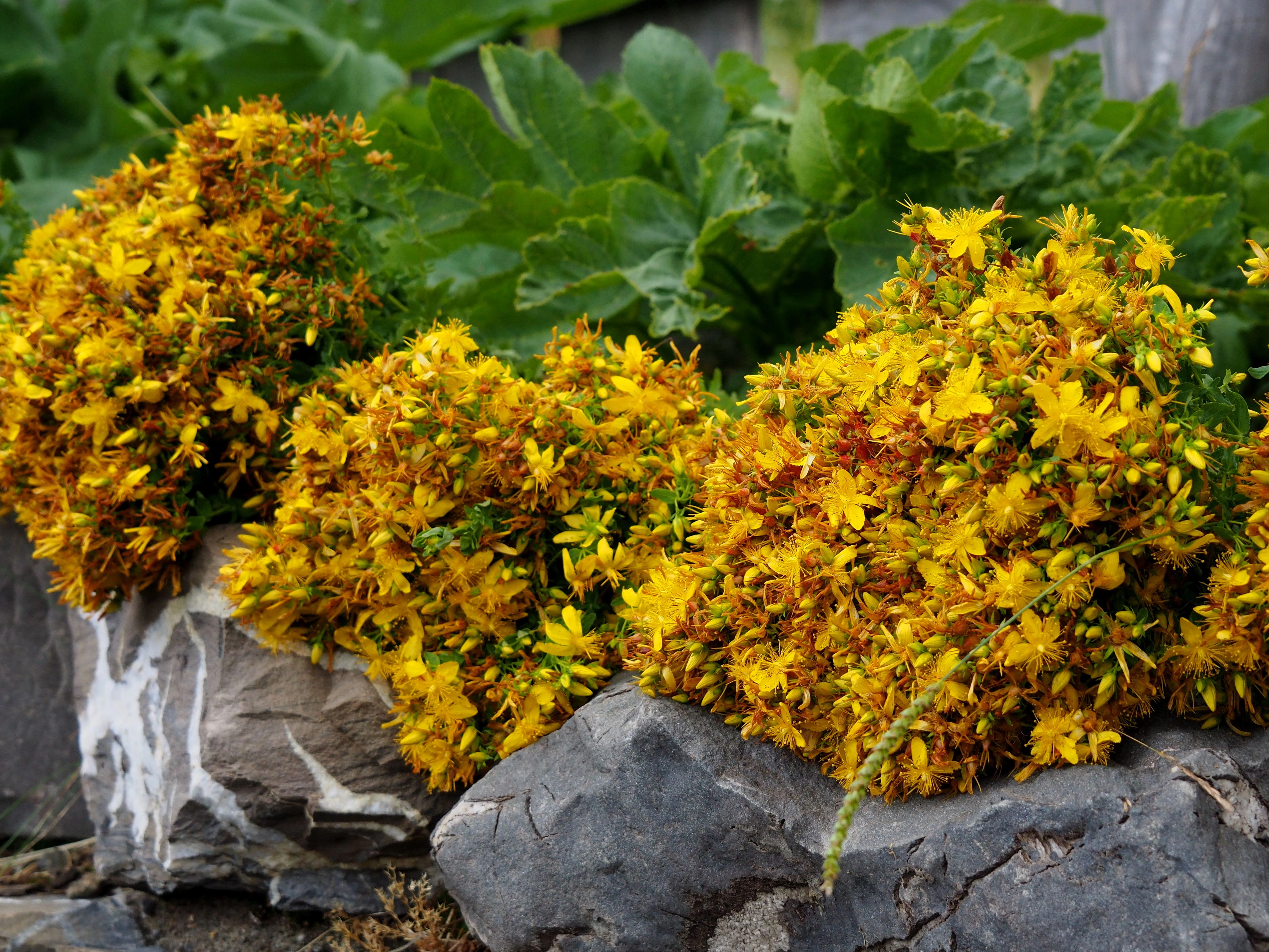 Wildflowers in High Scardus – Bright yellow wildflowers bloom in the alpine meadows of the High Scardus trail.