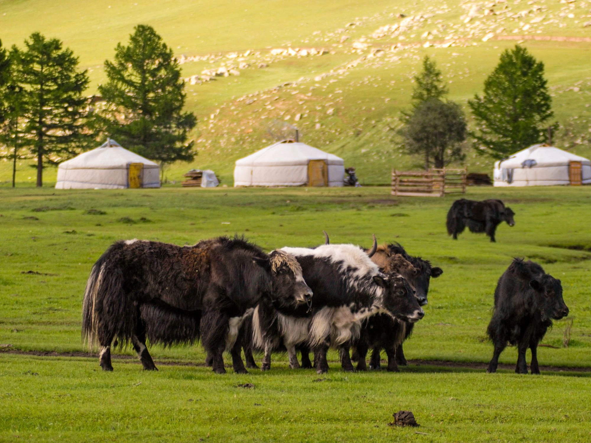 Yaks grazing near traditional Mongolian gers on a green hillside, showcasing authentic nomadic culture tours.