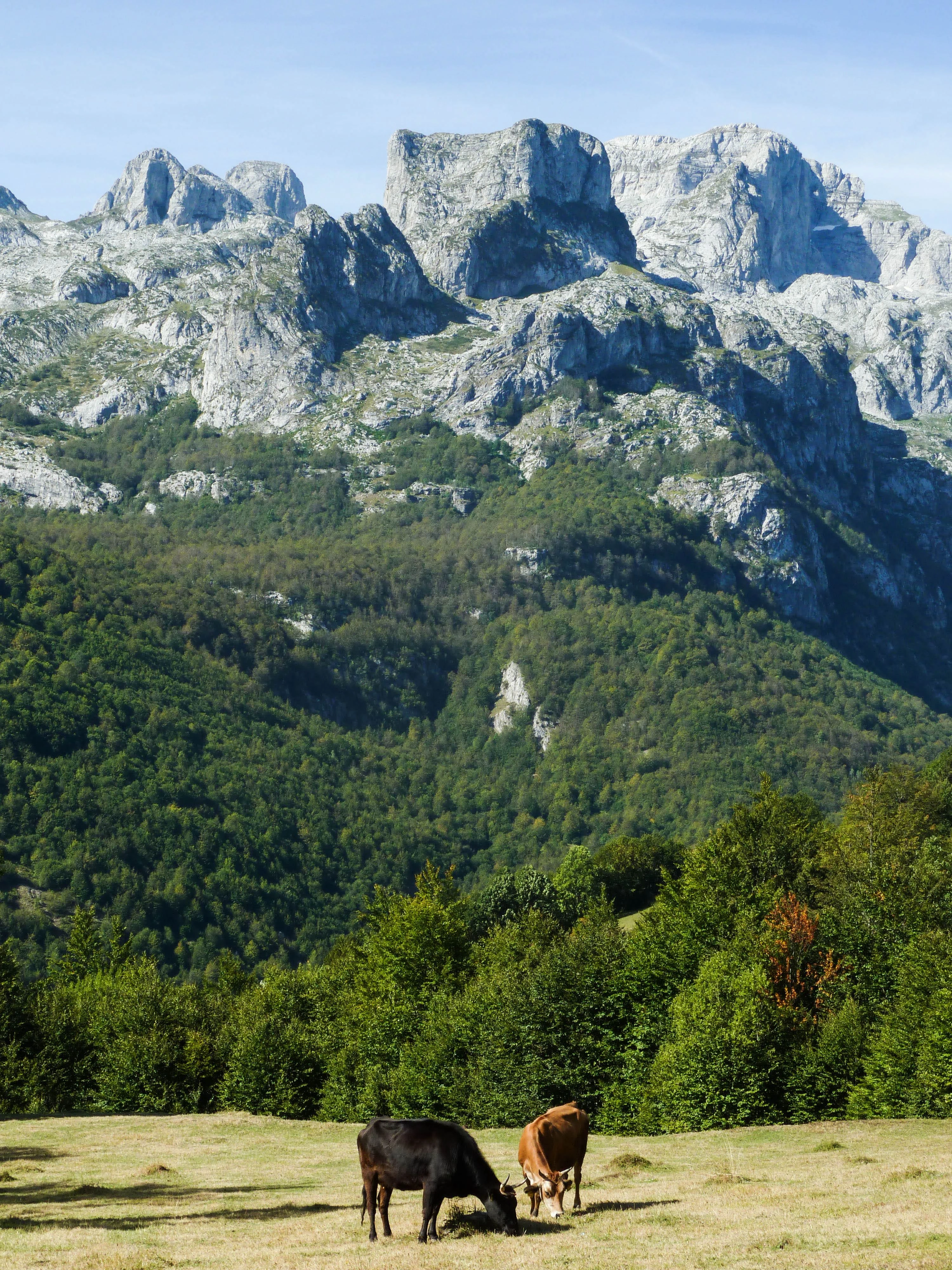 Cows grazing on a pasture with rugged limestone peaks in the background in northern Albania.