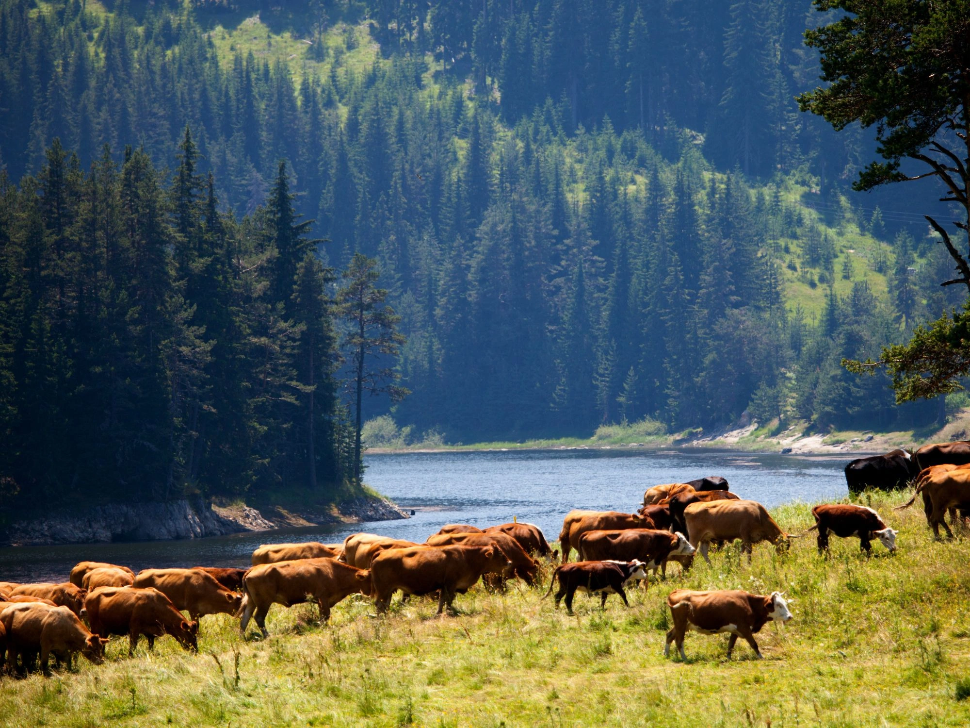 Herd of cows grazing by a mountain lake, surrounded by pine forests in the Rhodope Mountains, Bulgaria.