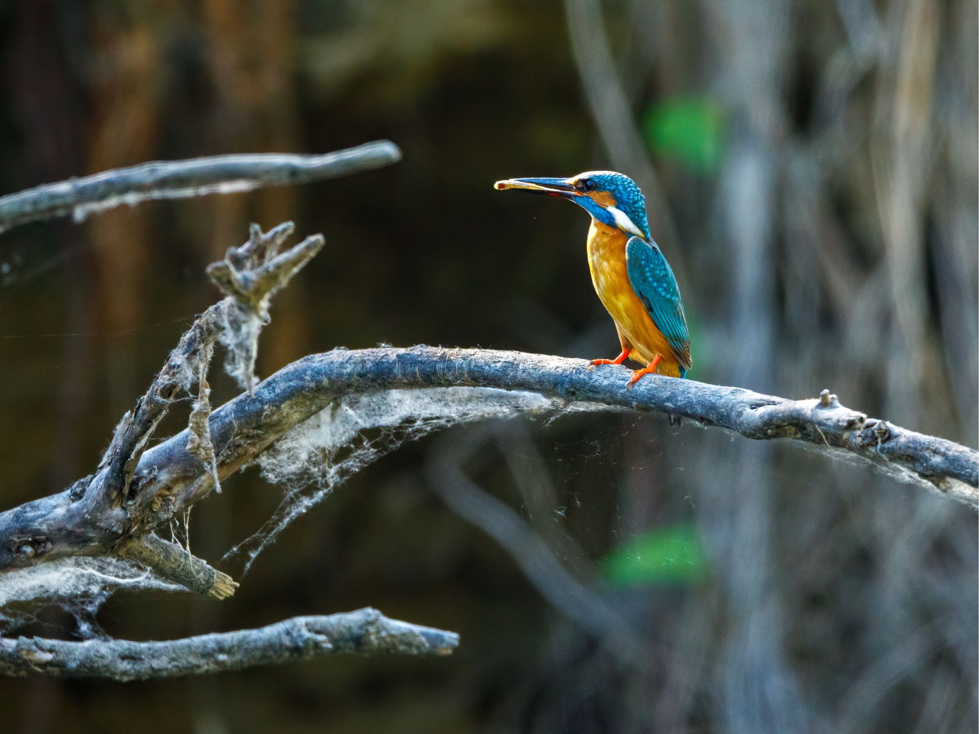 A kingfisher with bright blue and orange plumage perched on a mossy branch in the Danube Delta.