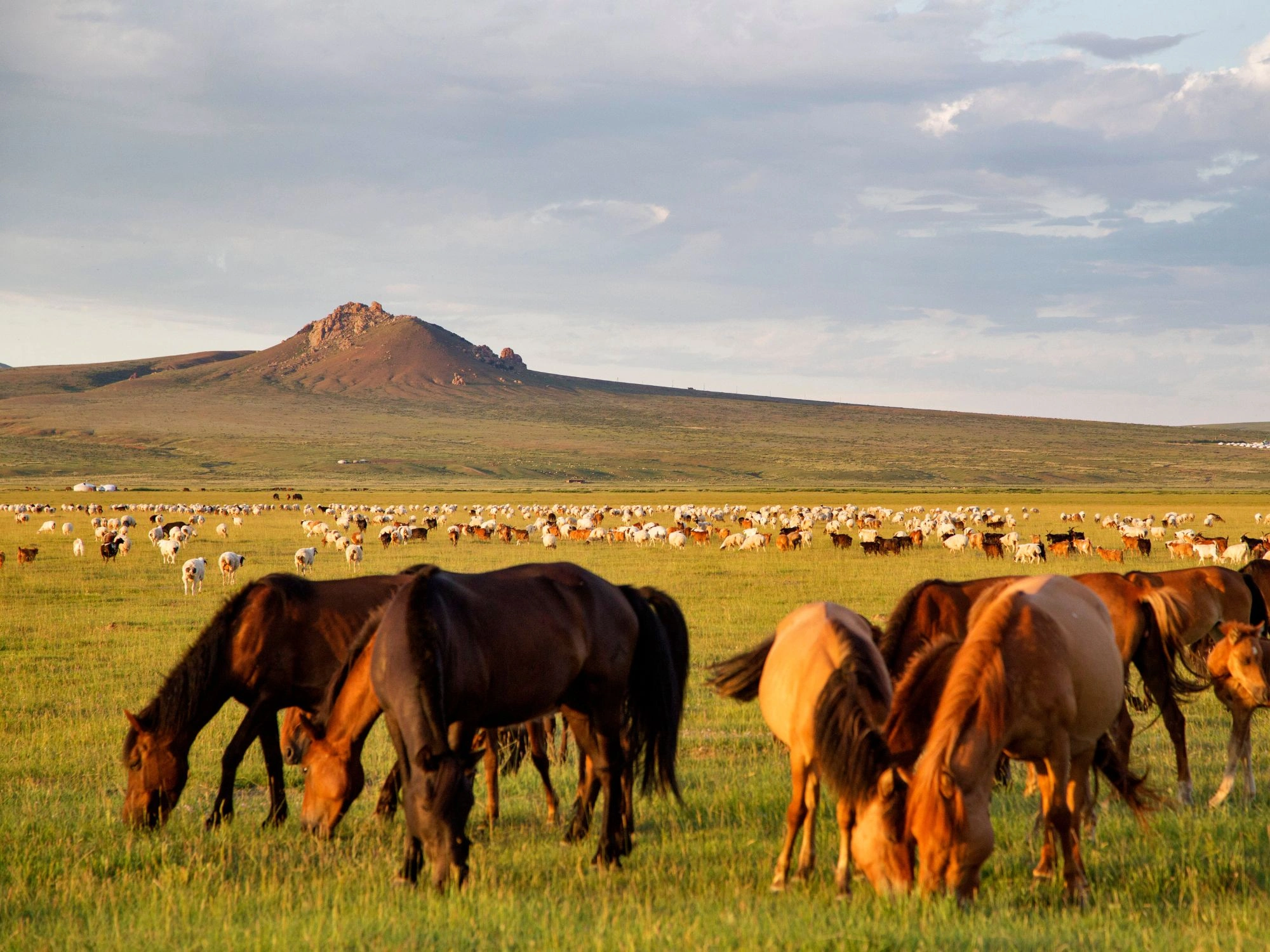 Horses grazing on the Mongolian steppe with distant hills, a classic scene from rural Mongolia travel.