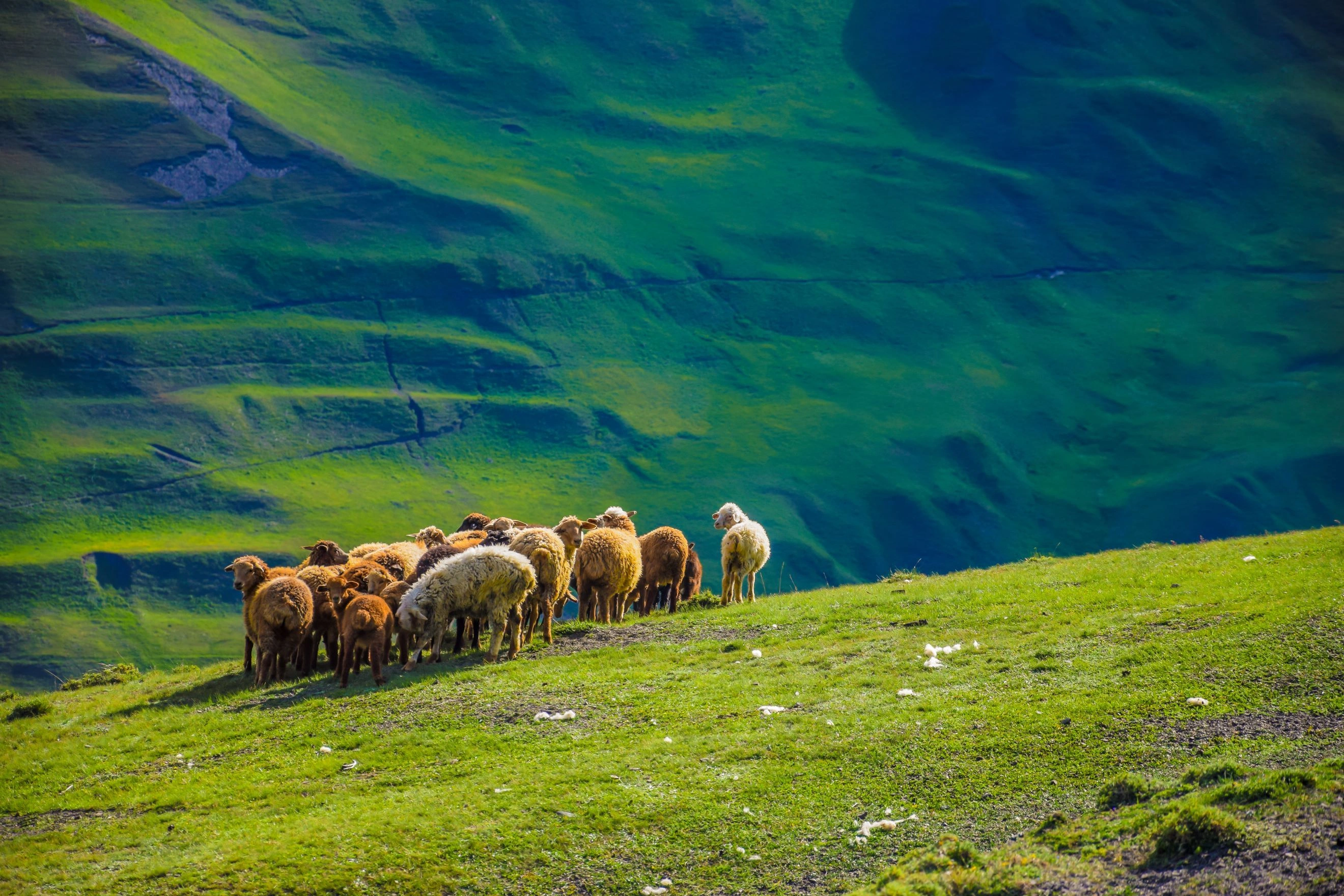 Sheep grazing on lush green slopes of the Caucasus Mountains in Azerbaijan