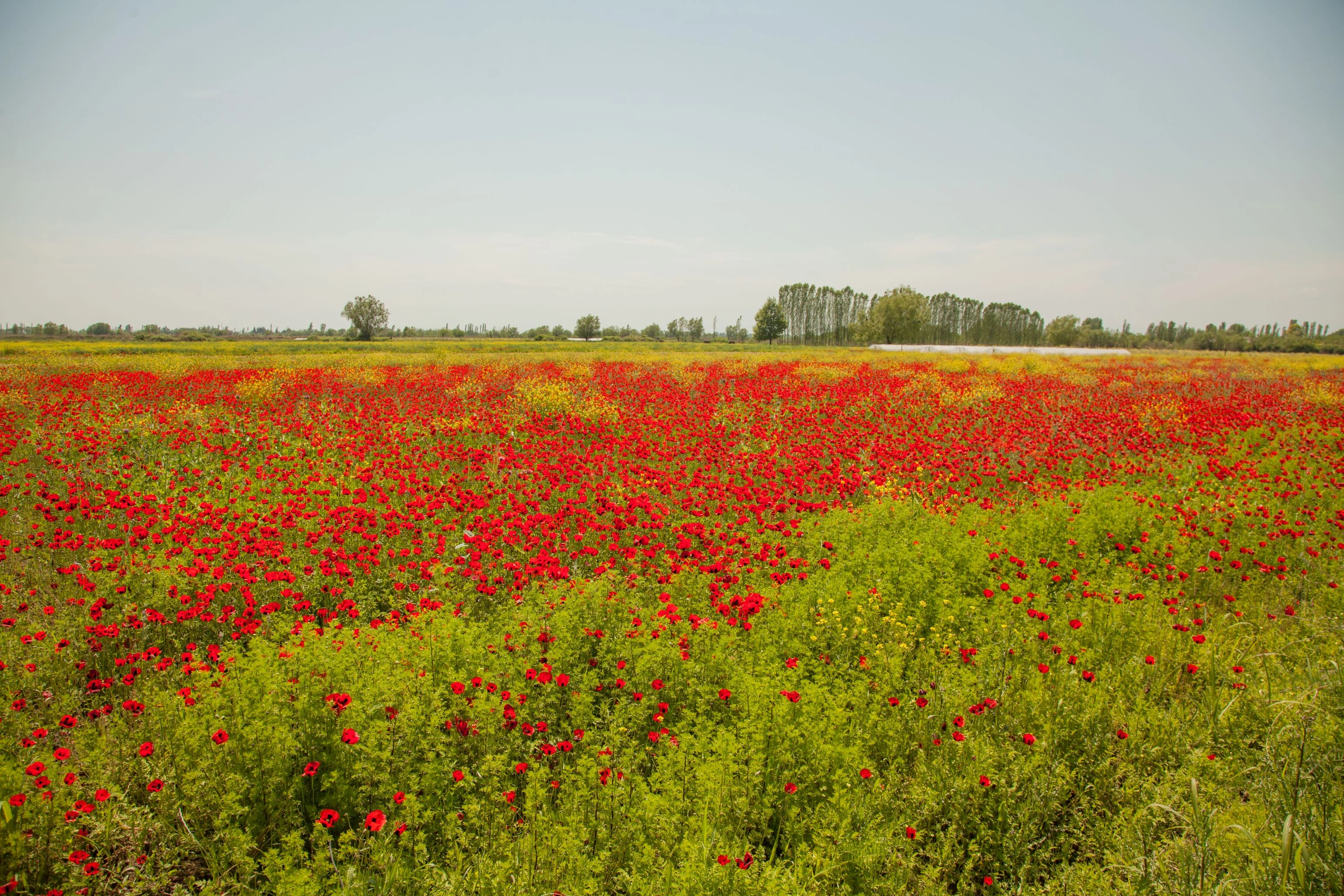 Vibrant poppy flower field in Azerbaijan with red blossoms stretching across the landscape