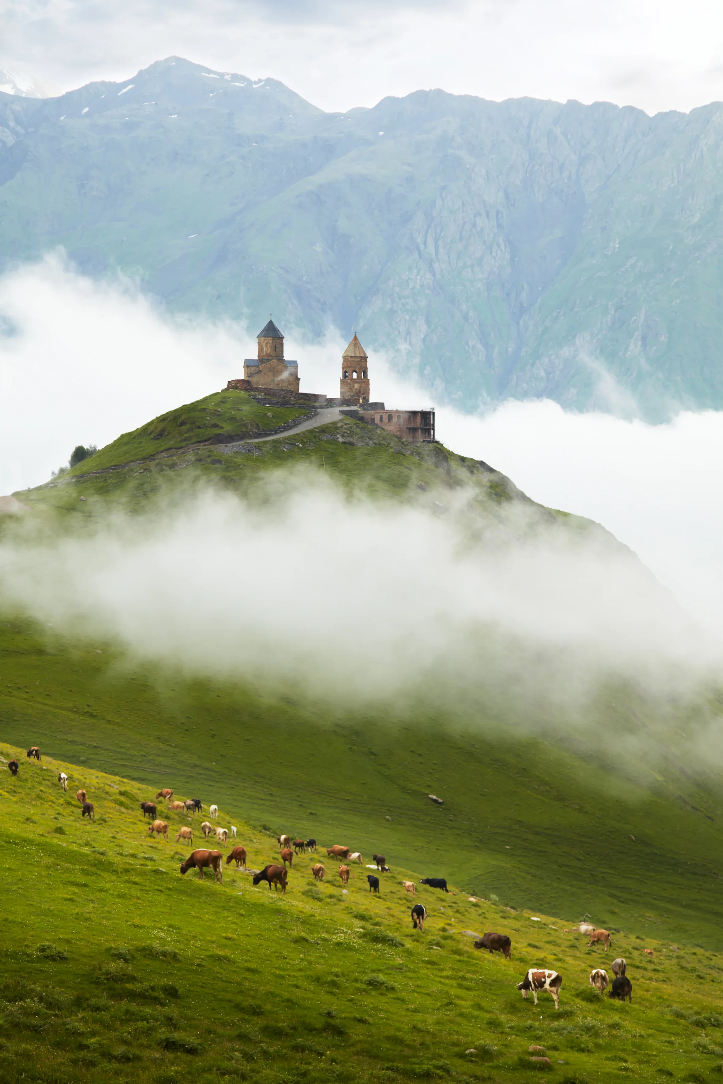 Gergeti Church & cows – Gergeti Trinity Church overlooking green pastures dotted with grazing cows under misty clouds in the Caucasus.