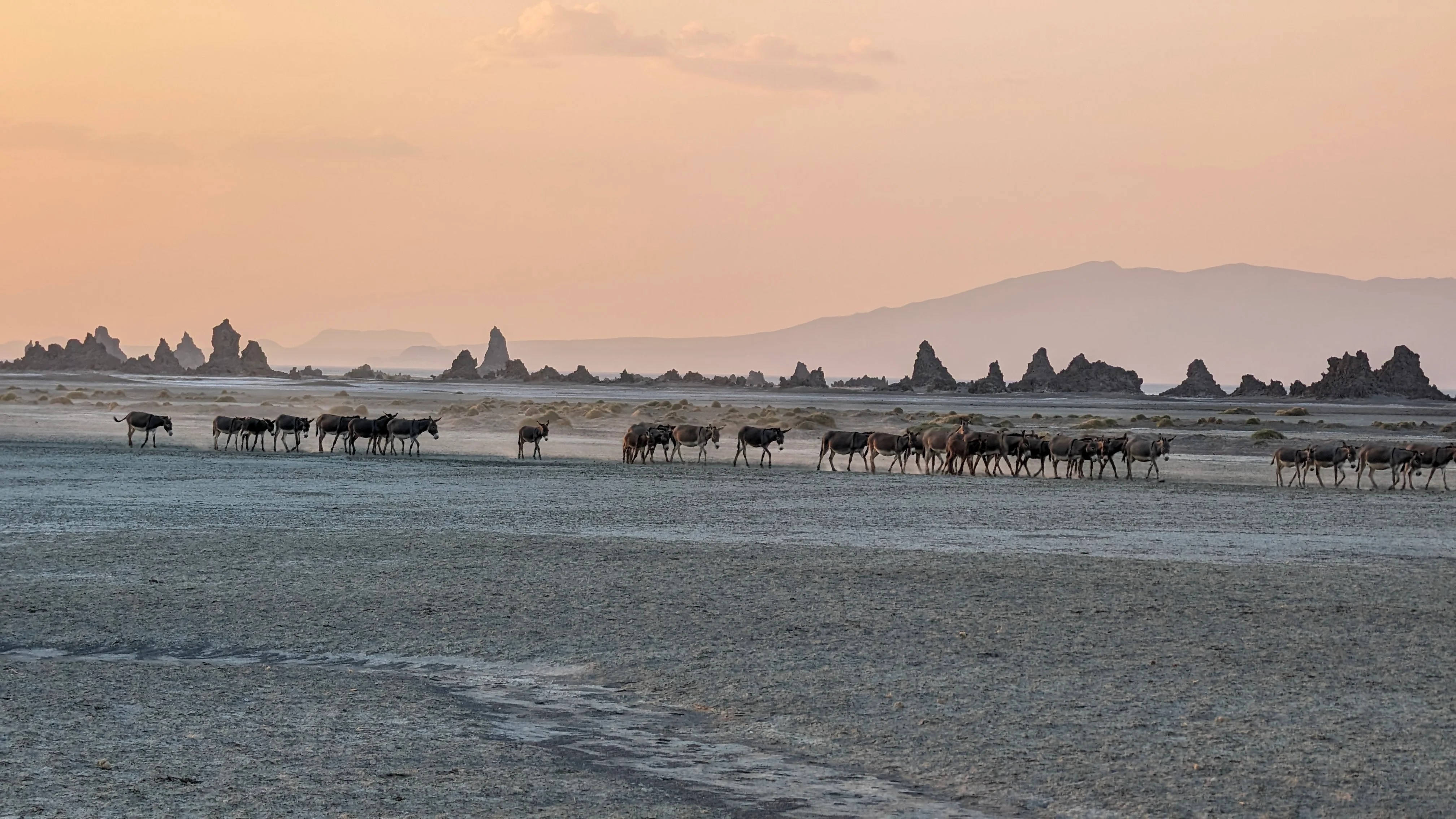 Herd of donkeys walking at dusk across the Lake Abbe plain in Djibouti.