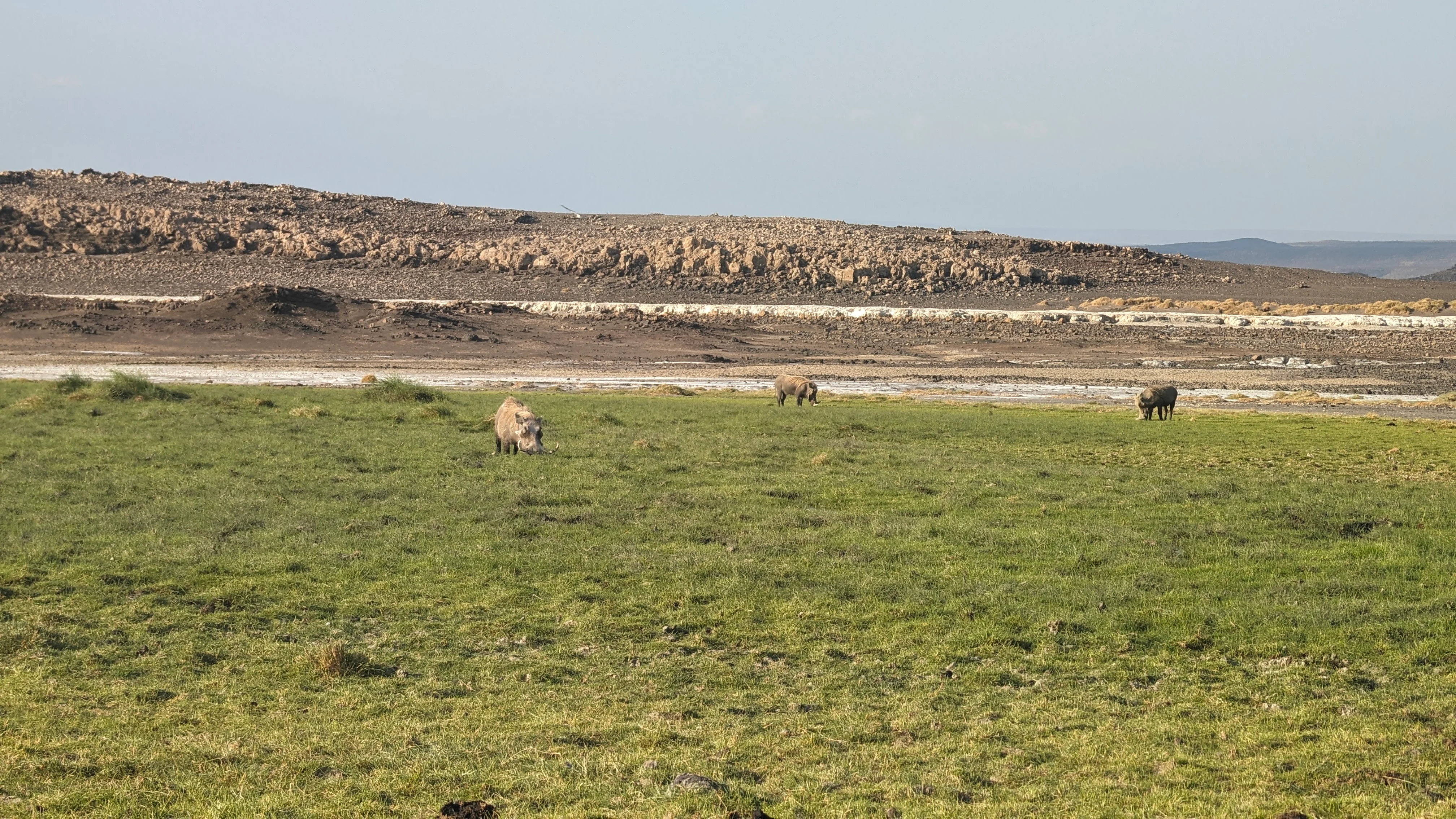 Warthogs grazing on a grassy plain with rocky hills in the background in Djibouti travel safari.
