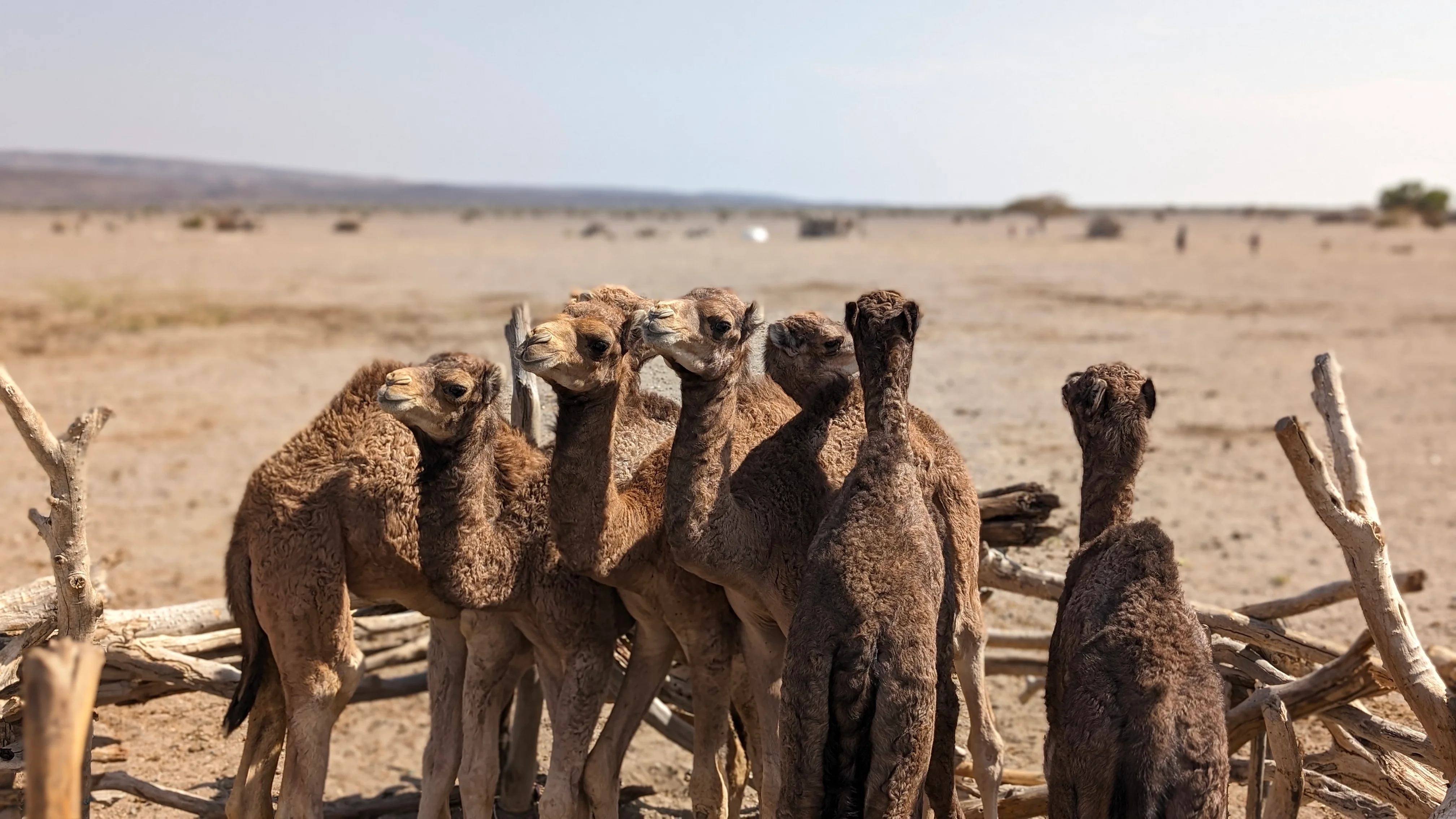 Group of baby camels gathered in a pen in the Djibouti desert.