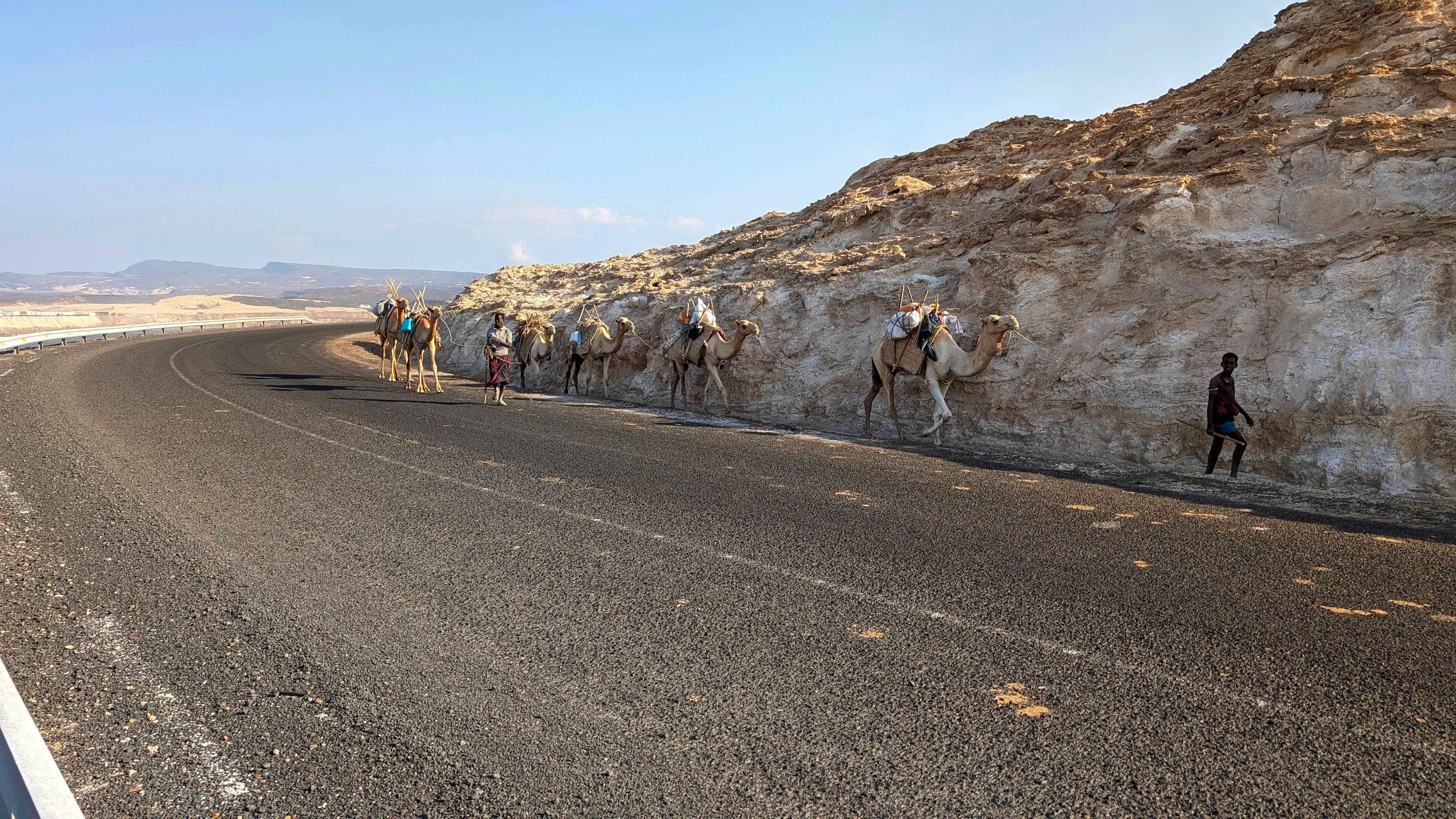 Camel caravan walking along a desert road in Djibouti.