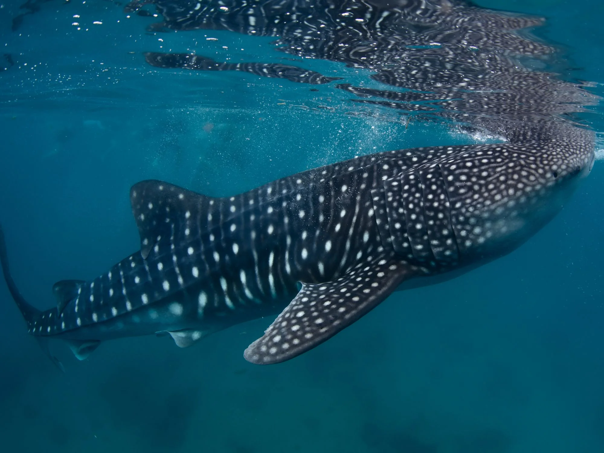 Whale shark swimming underwater in clear blue ocean off the coast of Djibouti.