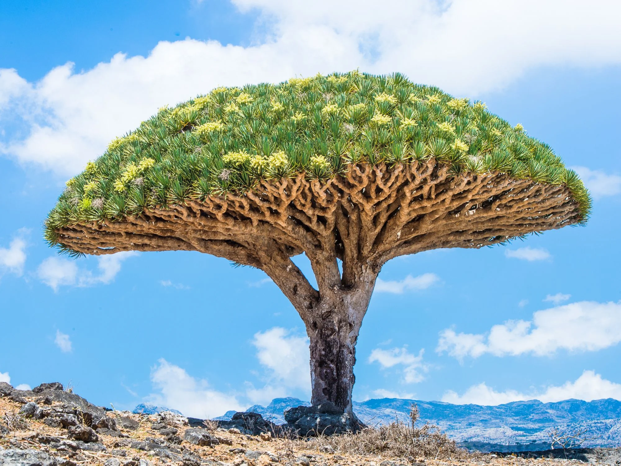Close-up of Socotra dragon’s blood tree with umbrella canopy against blue sky and distant mountains.