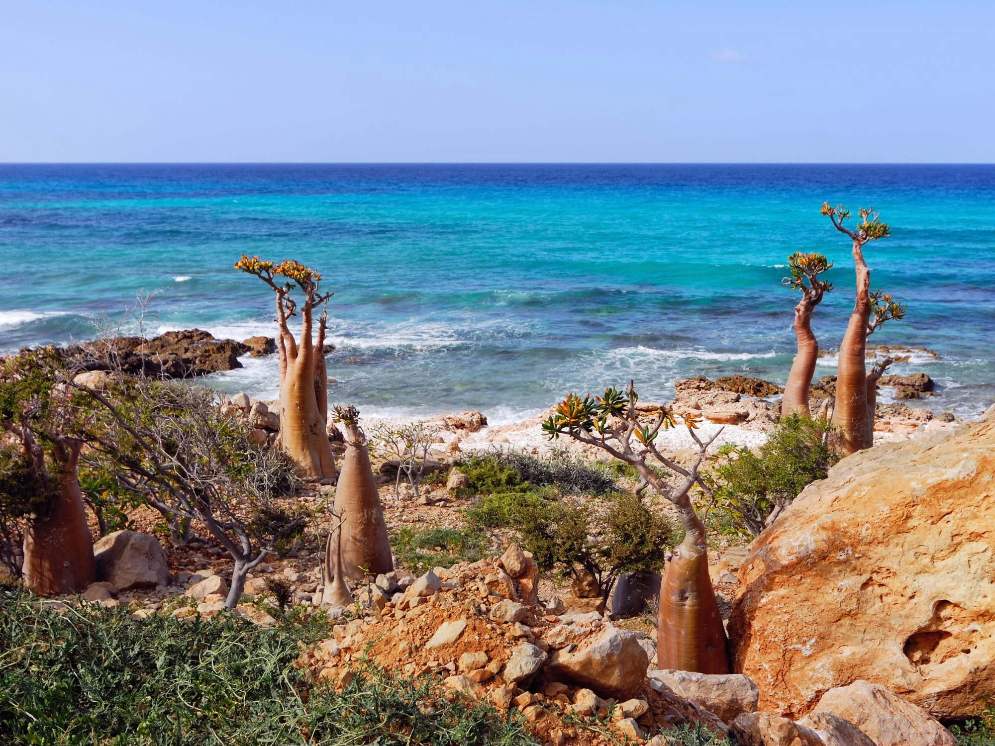 Bottle trees with swollen trunks on rocky Socotra coast overlooking turquoise sea and waves.