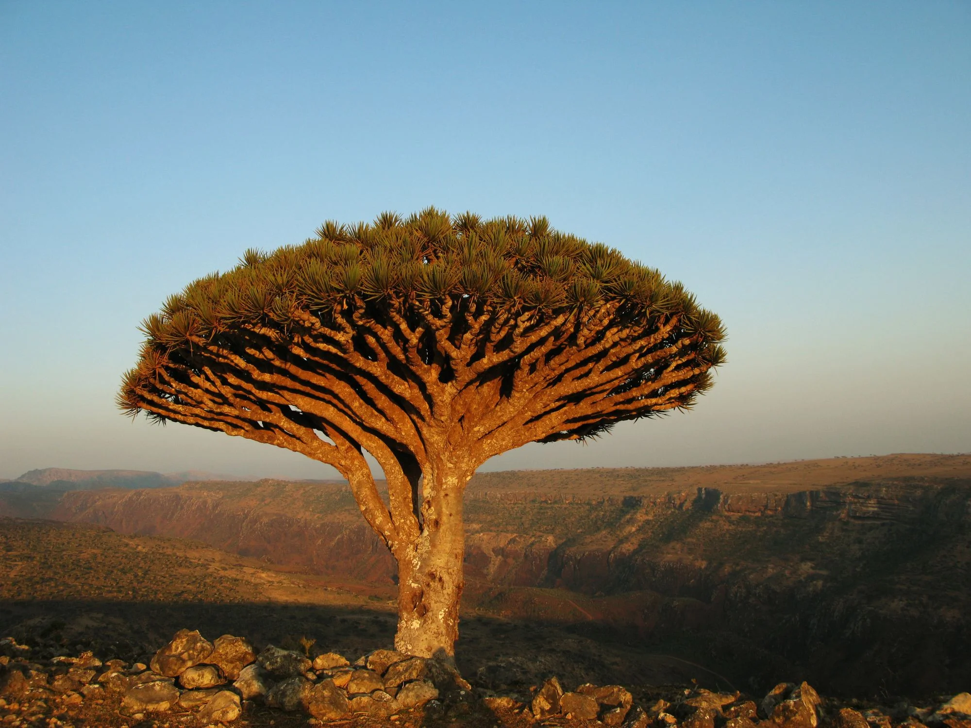 Dragon’s blood tree with umbrella canopy on rocky Socotra plateau overlooking canyon at sunset.