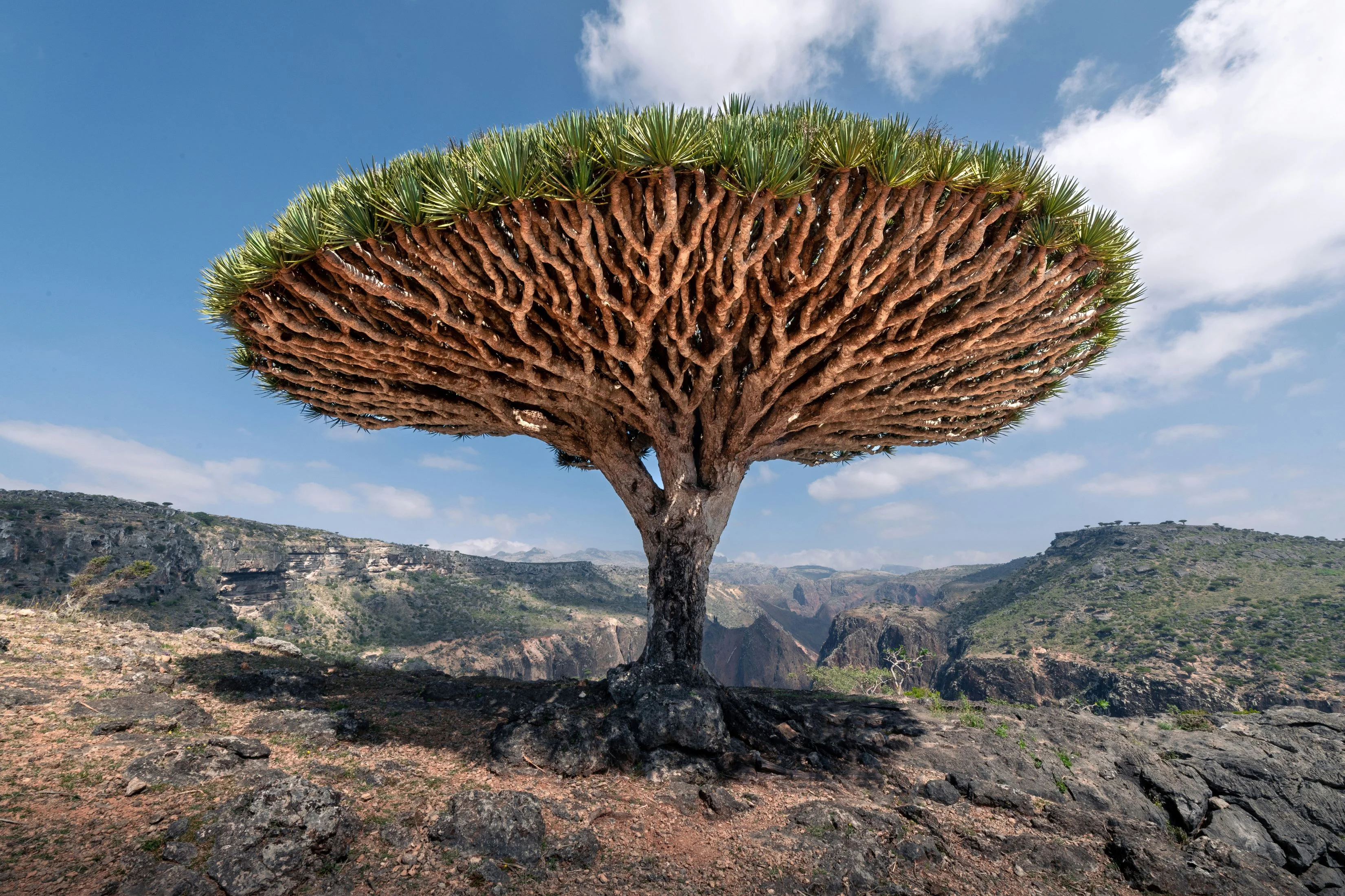 Ancient dragon’s blood tree with umbrella canopy on Somaliland’s rocky Daallo plateau under blue sky.
