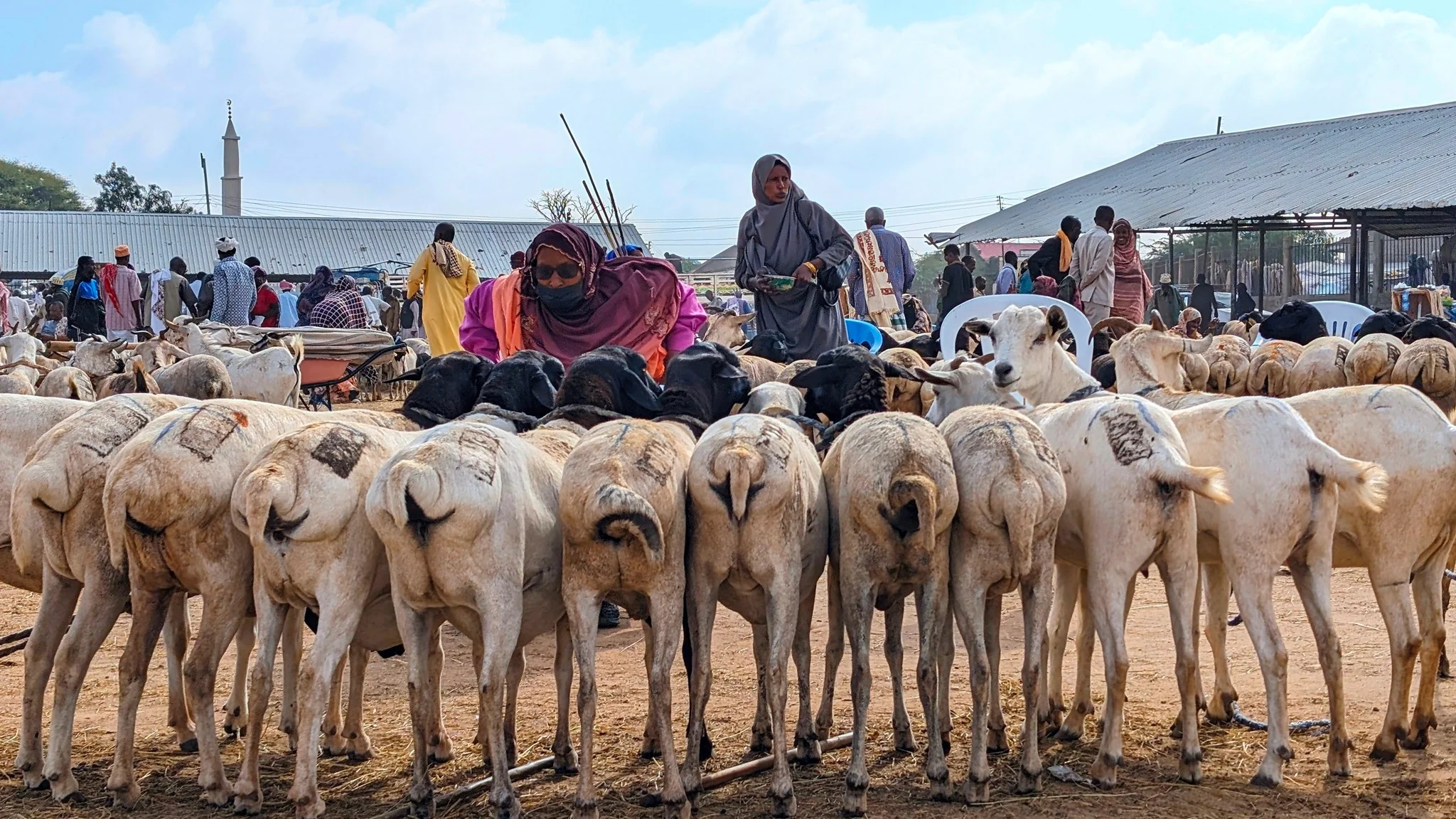 Women negotiate among a herd of sheep at a busy livestock market in Somaliland.