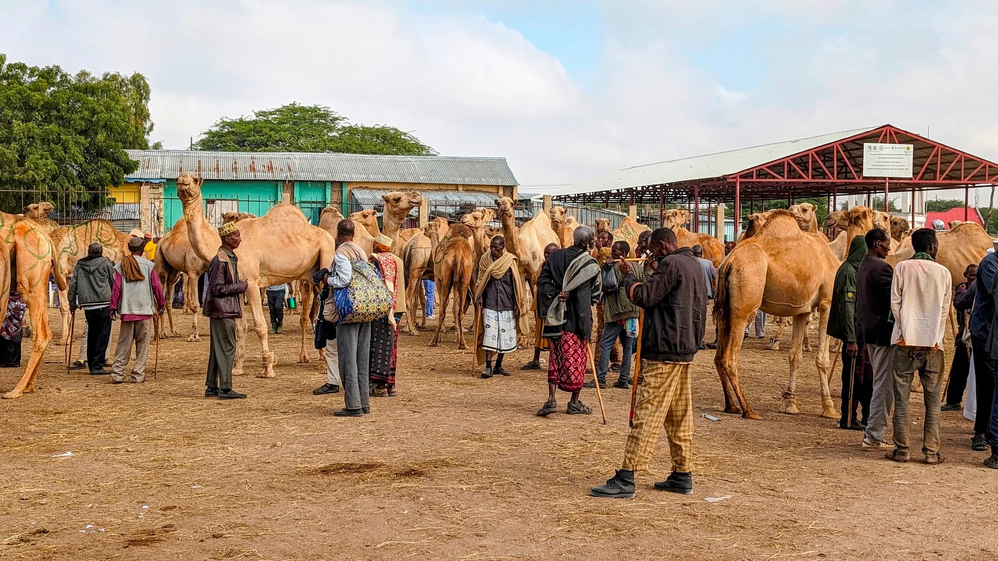 Camel herders and traders crowd a bustling market filled with camels in Somaliland.